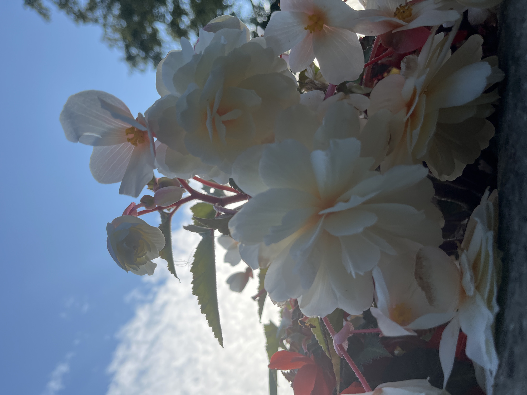 This image depicts a close-up view of several white begonia flowers, with some pink and red accents from other flowers and foliage, set against a bright blue sky with scattered white clouds. The flowers are in focus in the foreground and midground, with some leaves and stems visible. The background shows a slightly blurred green tree. The perspective is from below, looking up at the flowers and the sky. There is no indication of the city of Kohtla-Järve linn, Estonia, or any people in the image. The scene appears to be an outdoor setting, possibly a garden or a planter box. The lighting suggests it is daytime, with the sun illuminating the flowers from behind and above.