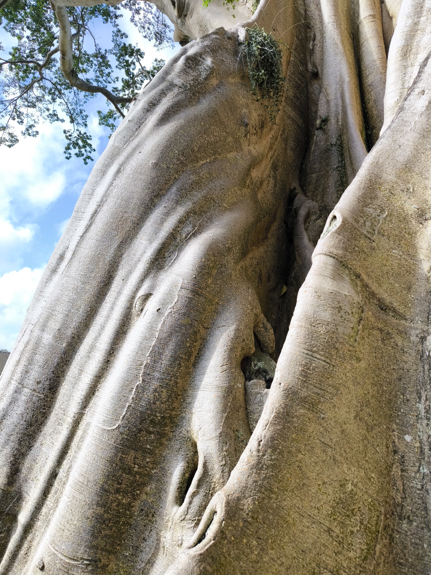 The image shows a close-up, upward-angled view of the base of a large tree with smooth, light-colored bark in Tua, Indonesia. The bark has a ridged, flowing texture. Some small green plants are growing in a crevice of the tree. Patches of sky and tree branches are visible in the background. The sky is blue with white clouds.