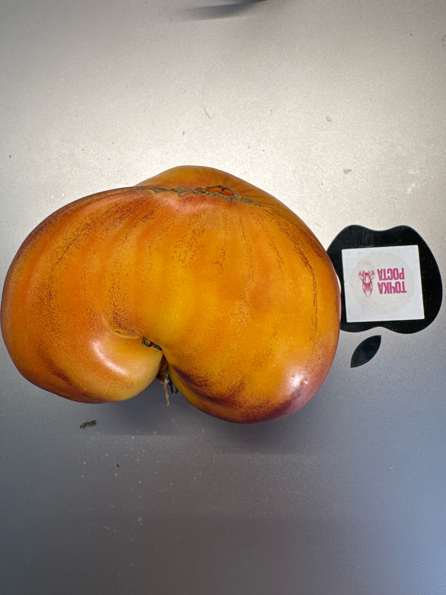 A close-up, overhead shot shows an unusually shaped, ripe tomato with a yellow-orange hue and reddish streaks. The tomato is positioned on a gray, metallic surface, possibly a laptop. To the right of the tomato, there is a white sticker with Cyrillic text and a stylized image of an insect. The sticker is partially obscured by a black, Apple-shaped decal. The scene appears to be indoors, with diffused lighting. The image lacks any details related to the city of Vidnoye, Russia, or any individuals present.