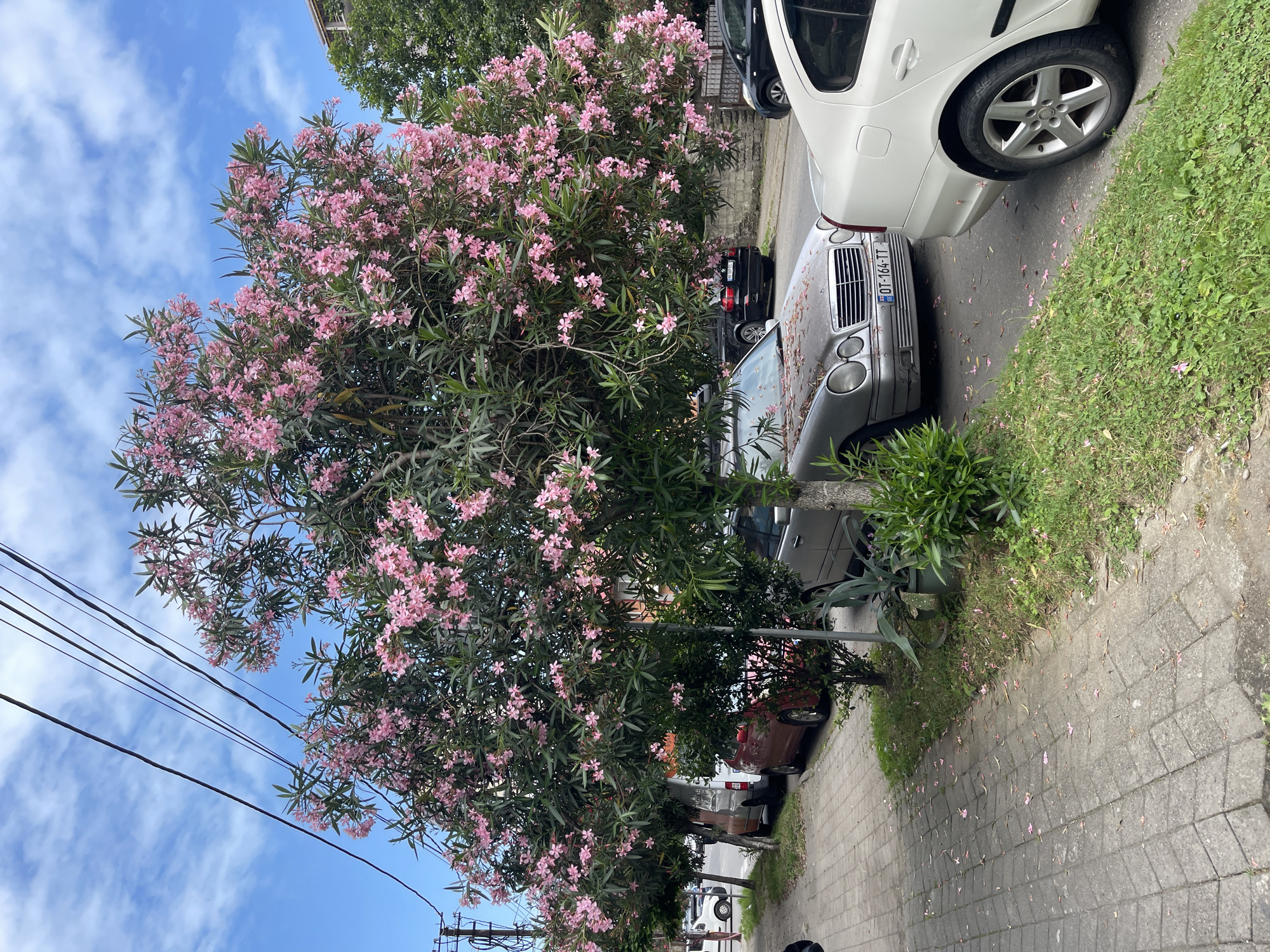 The image depicts a street scene in Batumi, Georgia, characterized by a large oleander tree in full bloom with pink flowers, casting shade over parked cars and a sidewalk. The tree is the central focus, its branches heavy with blossoms and green foliage. Beneath the tree, a silver Mercedes-Benz sedan is parked, its hood covered in fallen pink petals. To the right of the Mercedes, the rear of a white car is visible, its wheel and part of the body. The sidewalk in the foreground is paved with square concrete blocks, also littered with pink petals. Beyond the parked cars, other vehicles, including a white van, are visible further down the street. The environment appears to be a residential or commercial street, with buildings and more trees in the background. Overhead, power lines stretch across a partly cloudy blue sky. The overall impression is one of a warm, sunny day in a city with abundant flowering trees.