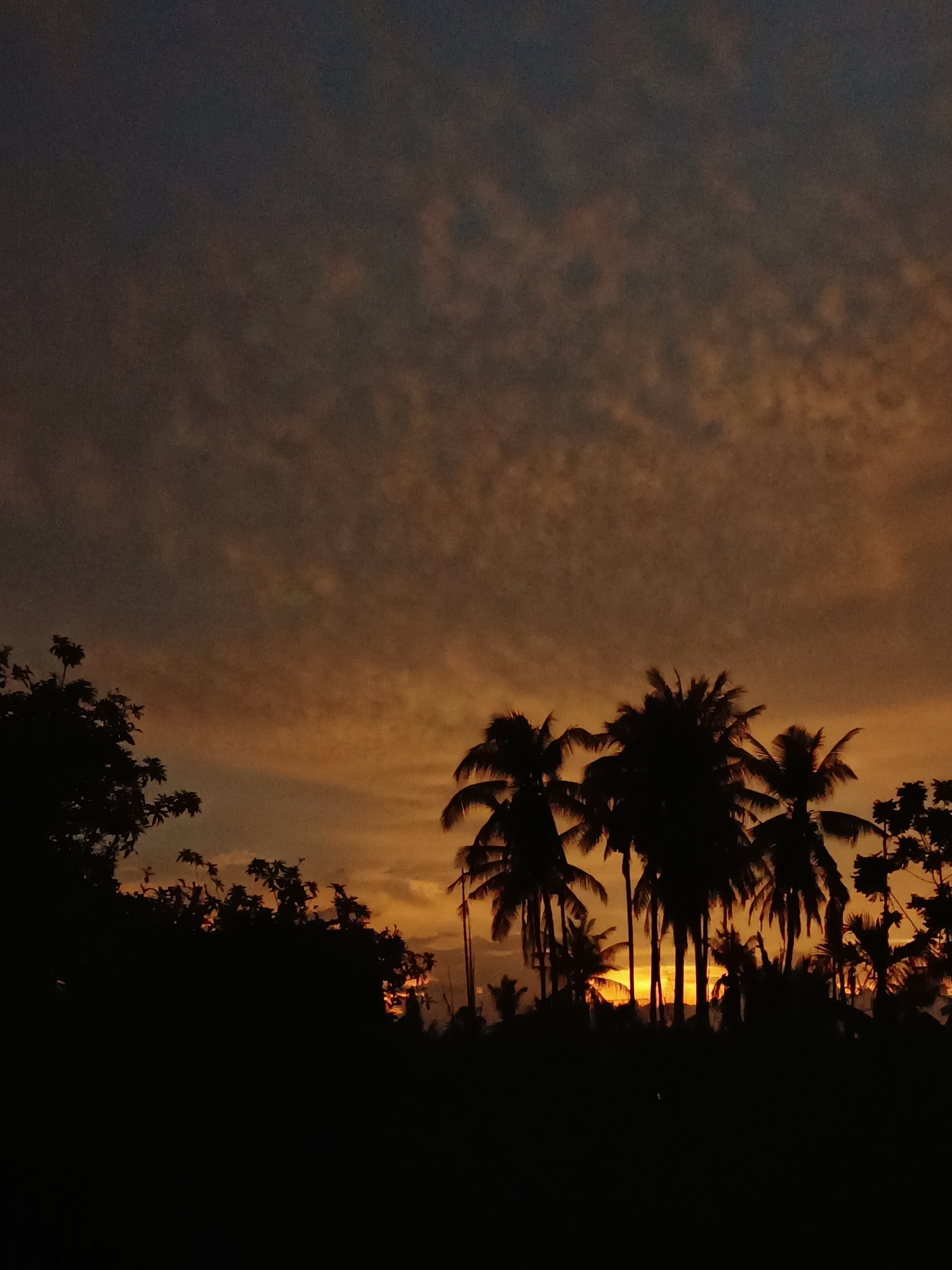 This is a photograph taken at dusk in Blang Cut, Indonesia. The scene is dominated by the silhouettes of numerous palm trees against a dramatic sunset sky. The sky exhibits a gradient of colors, transitioning from a dark, bruised blue at the top to warm oranges and yellows near the horizon, where the sun is setting. Wispy clouds are visible, catching the last rays of light and creating textured patterns in the sky. The foreground is filled with the dark, indistinct outlines of foliage and the prominent, tall trunks and fronds of coconut palms. The overall impression is one of a tropical landscape at the end of the day, with the natural beauty of the sunset creating a striking silhouette effect of the vegetation.