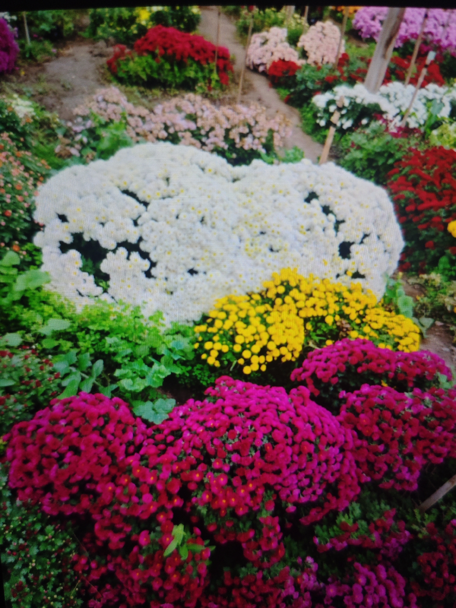 A vibrant display of potted chrysanthemums is showcased in an outdoor setting, likely a market or garden center in Krasnaya Polyana, Russia. The foreground is dominated by lush clusters of deep magenta flowers, interspersed with green foliage. Behind them, a band of bright yellow chrysanthemums creates a striking contrast, followed by a large mound of delicate white blossoms. Further back, various other colored chrysanthemums, including red and shades of pink and lilac, are visible, arranged in rows and clusters. The ground appears to be a mix of soil and mulch, with some scattered wooden stakes visible amongst the plants, suggesting a nursery or display area. The overall impression is one of abundance and a celebration of autumnal floral beauty.