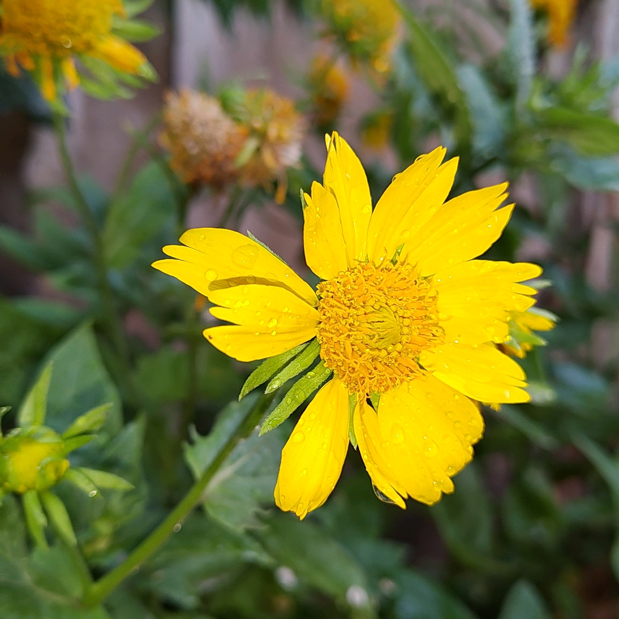 A bright yellow flower, possibly a variety of sunflower or daisy, is the main subject of this close-up image. It is covered in numerous water droplets, suggesting recent rain or dew. The flower's center is a textured, golden-yellow disc. Its petals are elongated and slightly pointed, with some showing serrated edges. The background is a blur of green foliage and other indistinct shapes, some of which also appear to be flowers, including a partially visible bud on the left. The image appears to be taken outdoors, likely in a garden or natural setting. The provided context suggests this scene is located in the city of Khujand, Tajikistan.