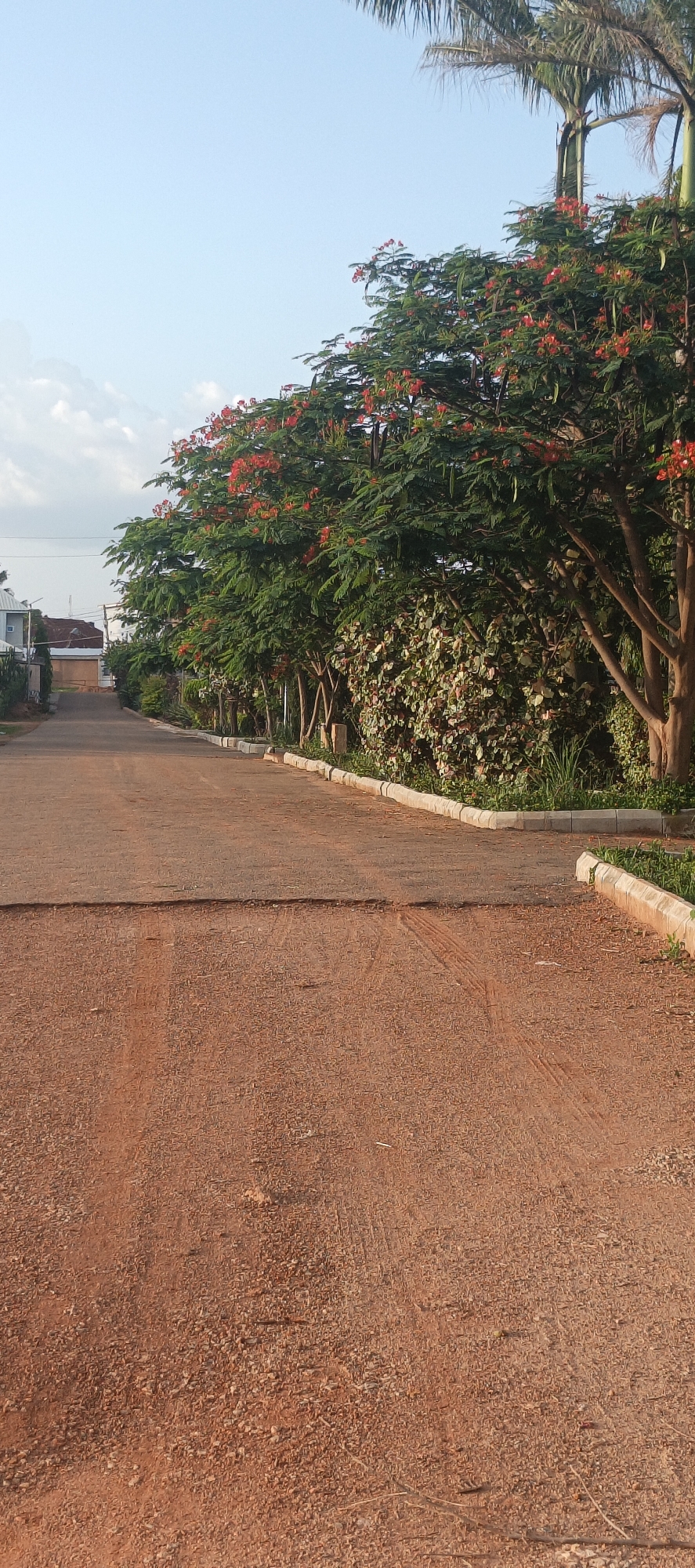 This vertical shot captures a tranquil scene of an unpaved road in a residential or semi-rural setting, characteristic of Bar Gada, Nigeria. The road, composed of reddish-brown gravel and earth, gently ascends into the distance, with subtle tire tracks visible on its surface, especially in the foreground.
On both sides, the road is neatly edged by low, light-colored concrete curbs. To the right, a prominent line of trees with abundant green leaves and numerous bright red-orange flowers, likely Flamboyant trees (*Delonix regia*), creates a vibrant canopy. Below these trees and extending further, a dense hedge of green and reddish bushes adds to the foliage. The top right corner reveals the fronds of several palm trees silhouetted against the sky. The trees cast soft, elongated shadows across the road, suggesting a low sun angle.
To the left, beyond the trees and in the background, glimpses of several white and light-colored buildings with dark roofs are visible, indicating nearby houses or structures. The sky above is a clear, light blue with scattered white, wispy clouds, particularly towards the horizon on the left. The warm, soft lighting suggests either early morning or late afternoon, contributing to a peaceful and serene atmosphere. No people or animals are present, and there is no visible text in the image.