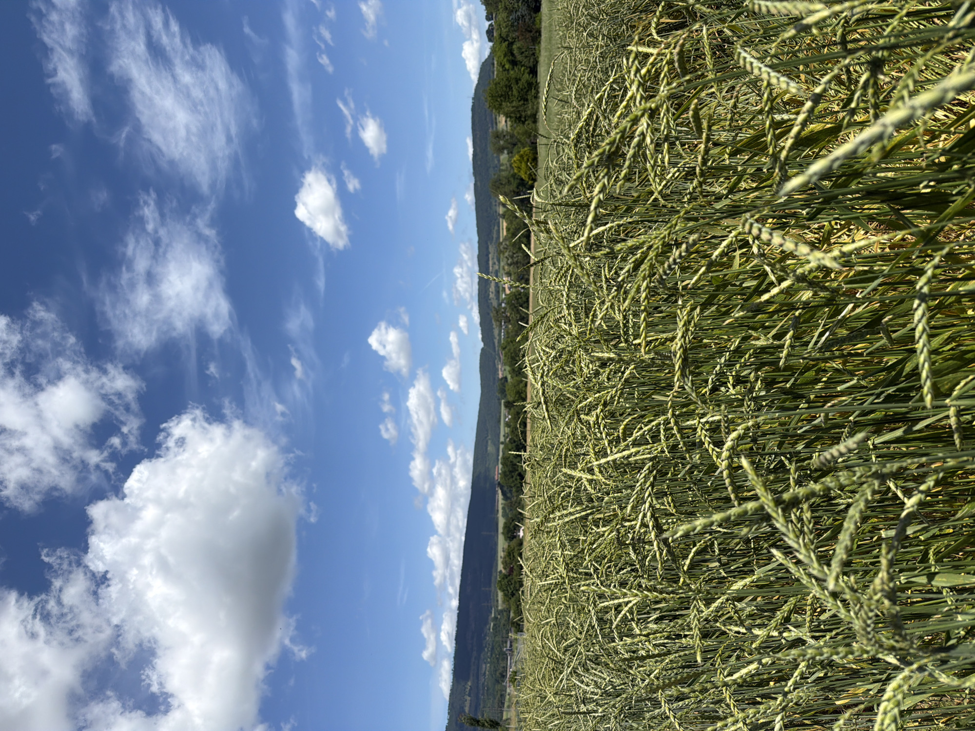 An eye-level, medium shot captures a field of tall, green grain under a bright blue sky dotted with fluffy white clouds. The foreground is dominated by the dense stalks of the grain, their seed heads clearly defined and catching the sunlight. Beyond the field, a line of rolling, dark green hills stretches across the horizon. The hills are partially obscured by trees and other vegetation, and a few structures, possibly buildings or power lines, can be faintly discerned against the distant landscape. The overall impression is of a rural, agricultural setting on a sunny day.
