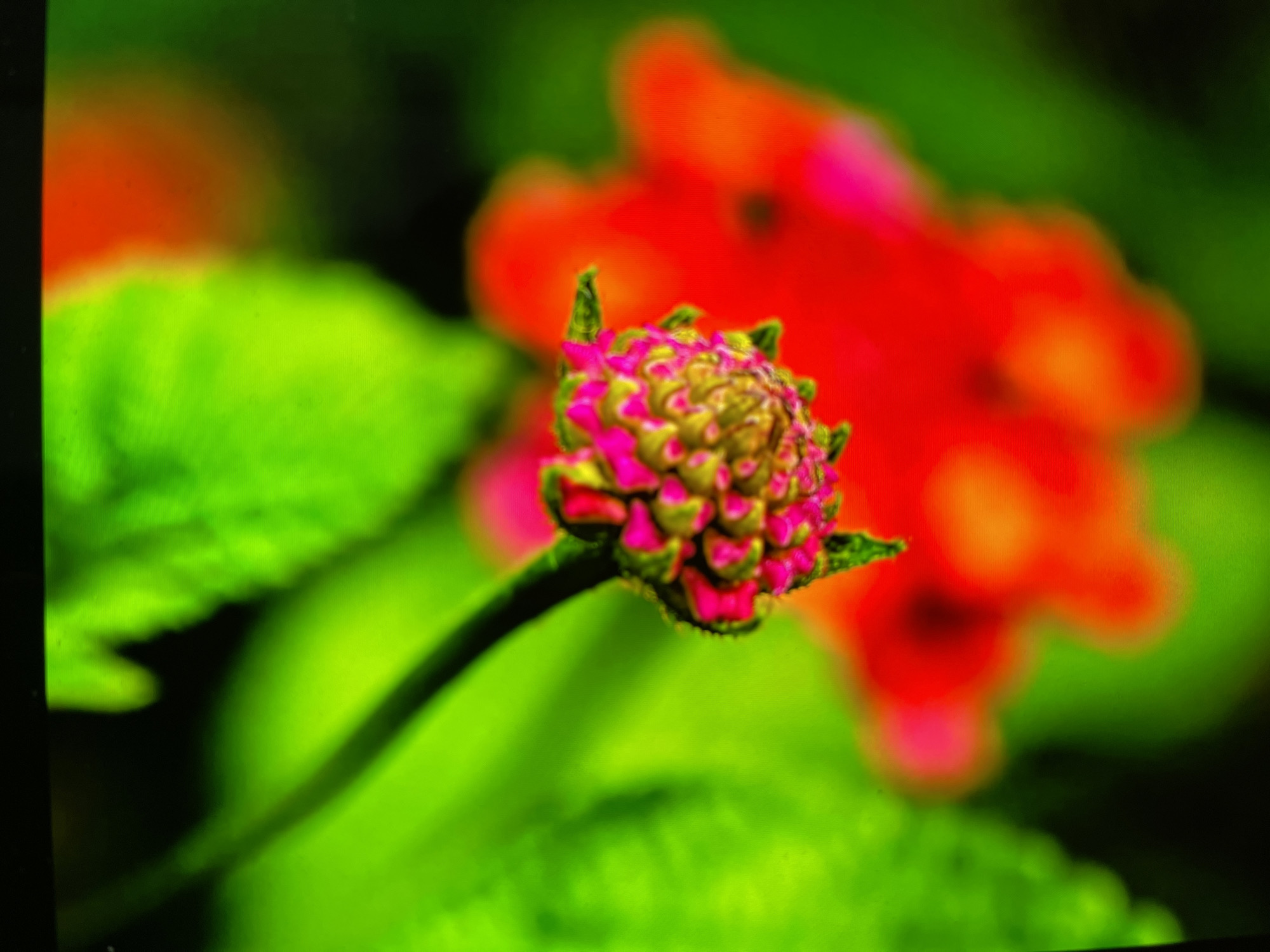 A close-up, macro photograph captures a vibrant pink and yellow flower bud with green foliage in the foreground. In the background, a blurred red flower adds depth to the scene. The image appears to be a nature photograph, possibly taken in a garden or natural outdoor setting. There is no indication of Keudebayu, Indonesia, or any urban elements.