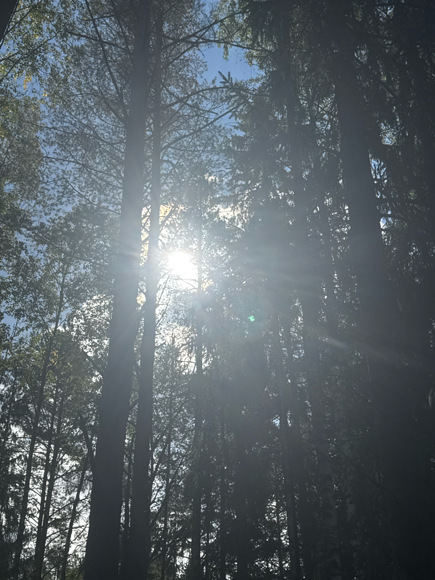This is a low-angle, outdoor photograph taken in a forest. The sun is shining brightly through the trees, creating lens flares and obscuring some details. The sky is visible in patches between the dense canopy of leaves and branches. The overall impression is one of dappled sunlight filtering through a forest. The location is identified as Arfa, Russia.