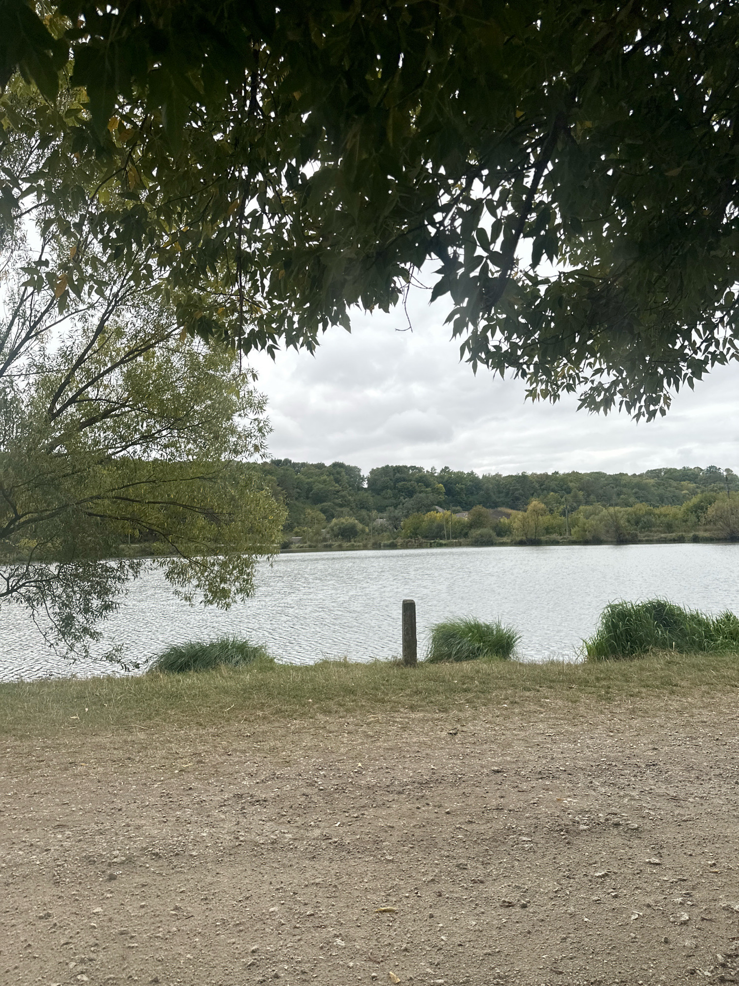 The image shows a tranquil lakeside scene on an overcast day. In the foreground, a sandy path stretches across the bottom of the frame. Beyond the path, a strip of green grass borders the rippling water of a lake. A single, weathered wooden post stands vertically in the grass near the water's edge, with clumps of tall green grass flanking it. The far bank of the lake is lined with a dense forest of deciduous trees, their leaves a mixture of green and yellow, suggesting it is early autumn. Overhead, the branches of a large tree, heavy with dark green leaves, partially obscure the cloudy sky. The scene is located in Makiv, Ukraine.