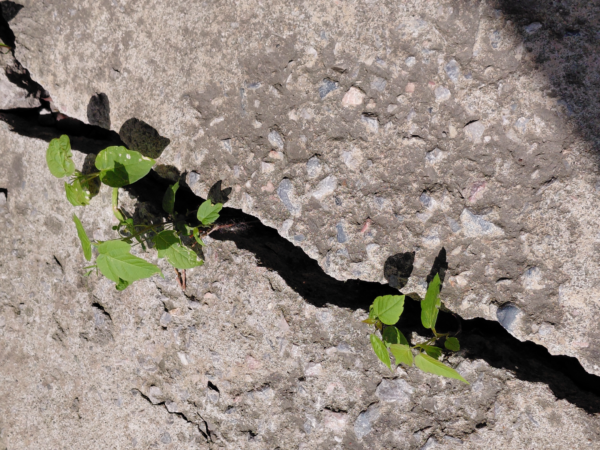 The image shows a close-up view of a crack in a concrete surface, with small green plants growing out of it. The concrete appears to be aged and weathered, with small stones embedded in it. The crack is deep and jagged, and the plants are emerging from its depths. The lighting suggests an outdoor setting, possibly during the day, with shadows cast by the plants and the surrounding concrete. The scene is devoid of any human presence or activity. The image does not contain any information that would allow for the determination of its location in the city of Novosibirsk, Russia.