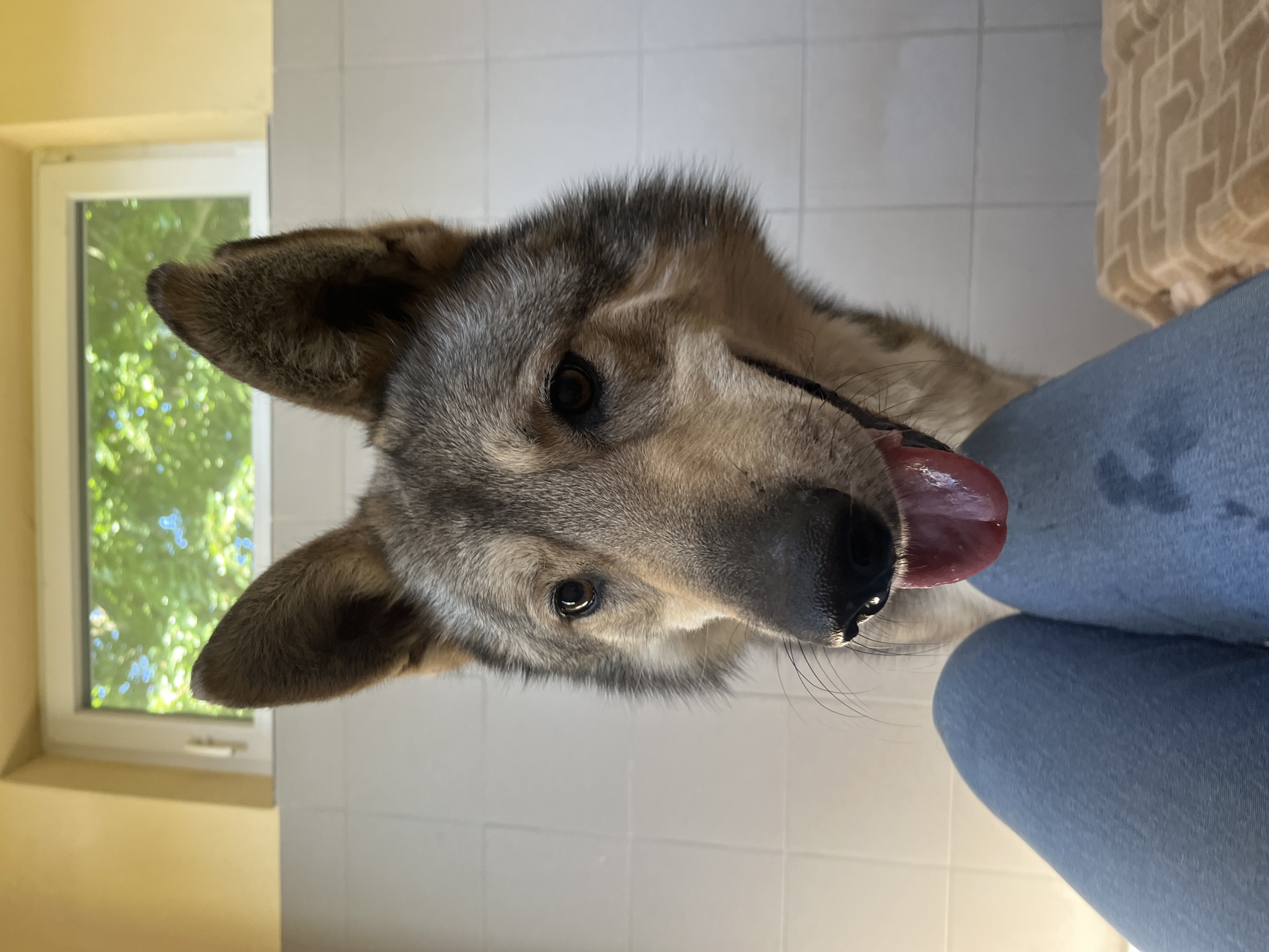This is a close-up, vertically oriented, slightly low-angle shot of a dog's face in an indoor setting. The dog, with grey and tan fur, is looking directly at the camera with its tongue hanging out. Its eyes are dark and appear to be focused. Behind the dog, a window with green foliage visible outside suggests a daytime setting, possibly with pleasant weather. The interior walls are tiled with white square tiles, and the floor appears to be the same material. In the foreground, blue denim fabric, likely pants worn by a person, is visible, indicating the dog is interacting with someone. A patterned textile, possibly a blanket or cushion, is also partially visible in the background. The overall impression is of a candid moment, capturing the dog in a relaxed or perhaps eager state. No text is visible in the image.