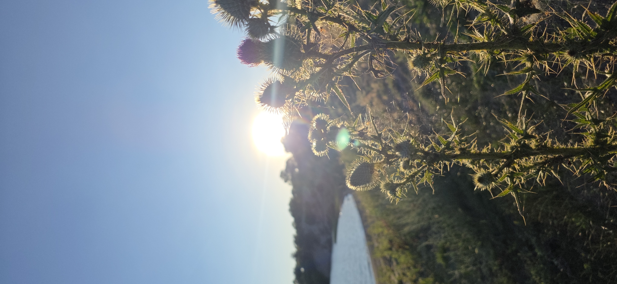 The image shows a close-up of thorny plants in the foreground, backlit by a setting sun. The sun is positioned in the upper center of the frame, casting a bright glare and creating lens flare effects. In the mid-ground, a body of water, likely Lake Issyk-Kul, is visible, with a shoreline and vegetation along its edge. The sky is clear and blue, transitioning to a lighter hue near the horizon. The overall scene depicts a natural landscape at sunset, with no people or specific urban structures from the city of Issyk-Kul directly identifiable within the frame.