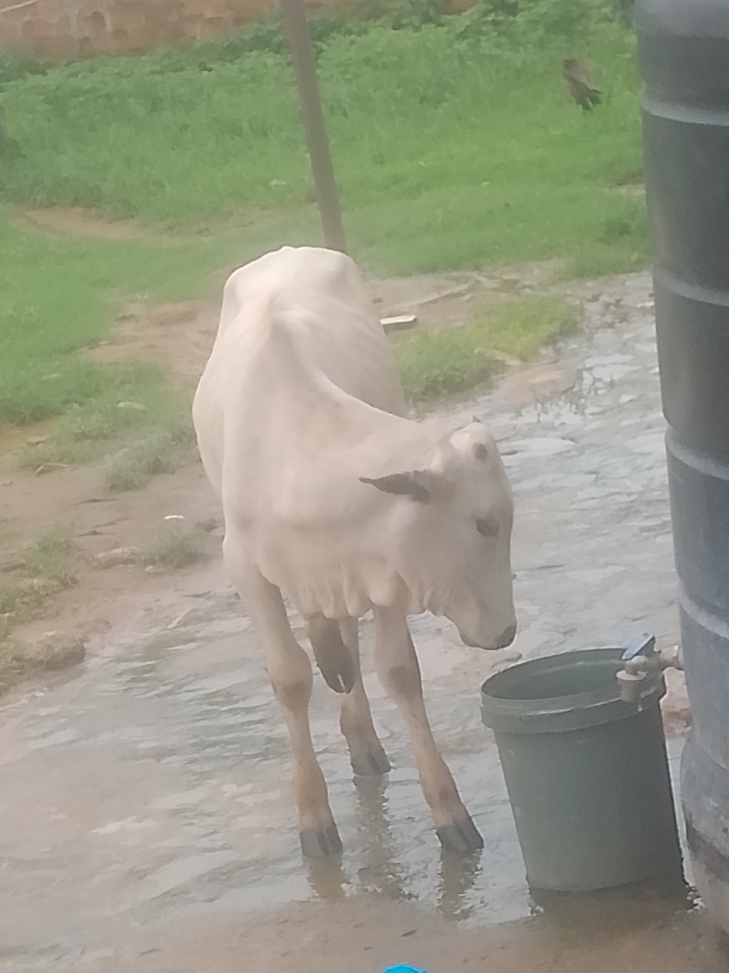 A light-colored cow stands in shallow water near a large gray cylindrical tank and a green bucket with a spigot. The cow is positioned facing right, with its head turned slightly towards the viewer. Its body is lean, and its tail hangs down. The ground is wet and appears muddy in places, with patches of green grass visible in the background. The overall environment suggests an outdoor rural setting, potentially in Jauro Yinu, Nigeria. The lighting is overcast, creating a diffused illumination.