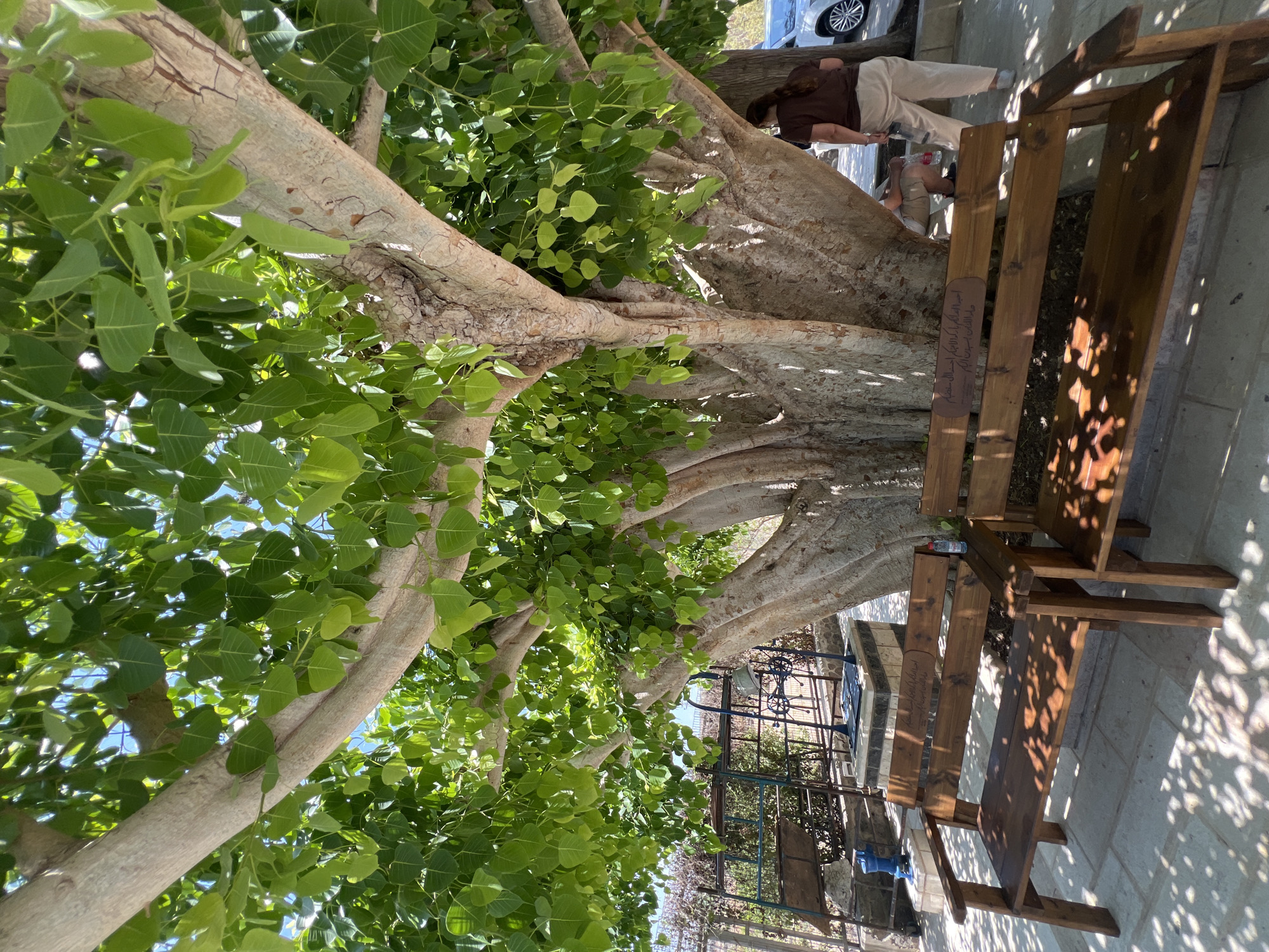 A large tree with a thick trunk and many branches shades two wooden benches in the foreground. The leaves are green and heart-shaped. In the background, a woman wearing a brown shirt and light-colored pants stands facing away from the camera. To her left, a person in shorts and a white shirt is seated. A white car is visible behind them. The scene appears to be outdoors, possibly in a park or garden, with sunlight filtering through the leaves, casting dappled shadows on the ground. The area resembles an outdoor seating area with benches placed under the shade of a large tree, suggesting a place for rest and relaxation.