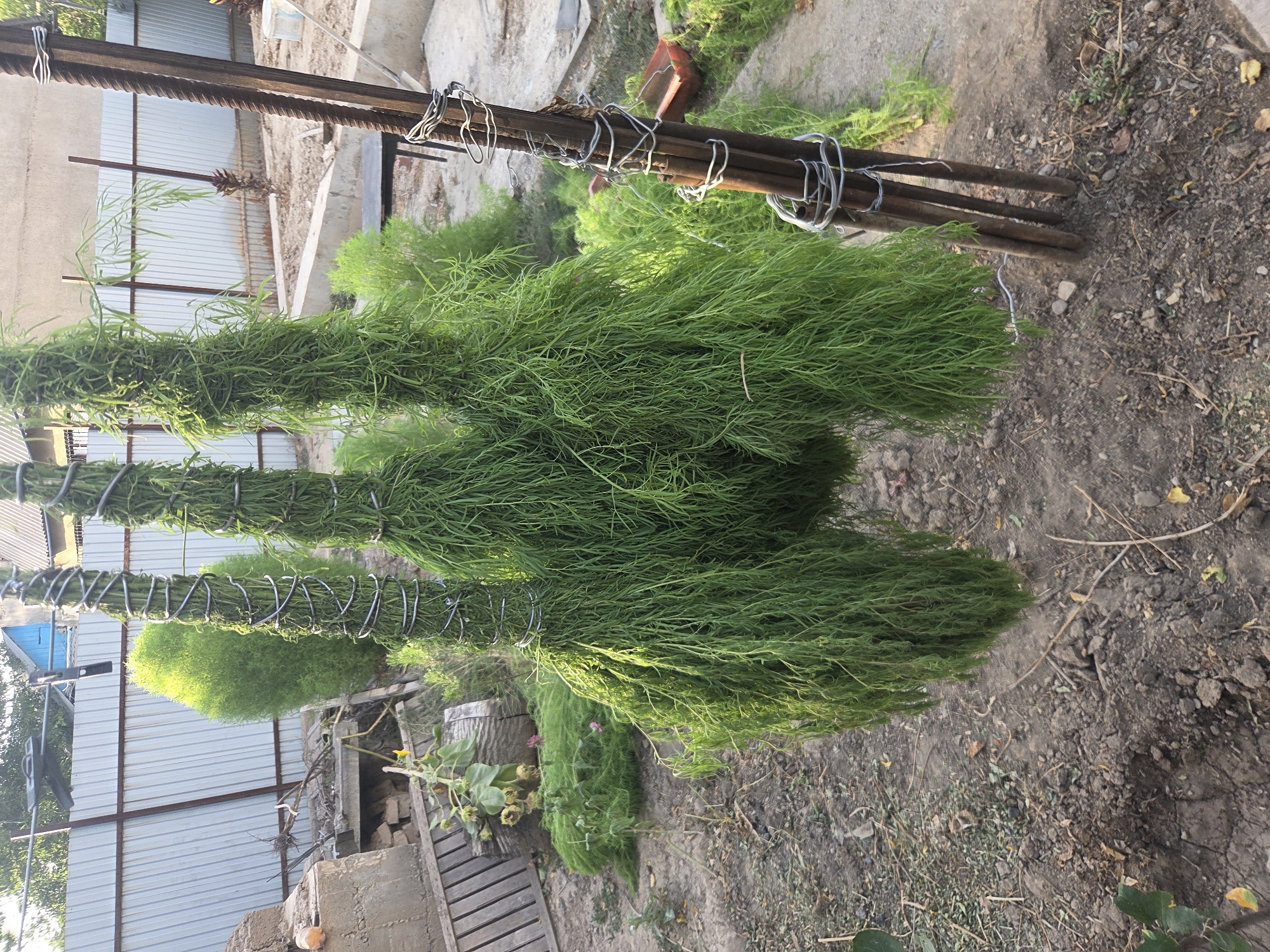 The image depicts an outdoor scene in a garden or yard area. In the foreground, three bundles of long, green, feathery foliage are hanging, each secured with wire wrapped around a central core. These bundles appear to be decorative elements or perhaps part of a crafting project. To the right of the hanging foliage, a cluster of metal rods, possibly rebar, is embedded in the ground and also wrapped with wire. The ground is covered with dirt, small stones, and some scattered dry leaves and twigs. In the background, there is a corrugated metal fence, a cylindrical concrete structure, and various plants, including a small, rounded green bush and a wilting sunflower. The overall impression is of a somewhat unkempt but functional outdoor space. The image does not contain any people or interactions.