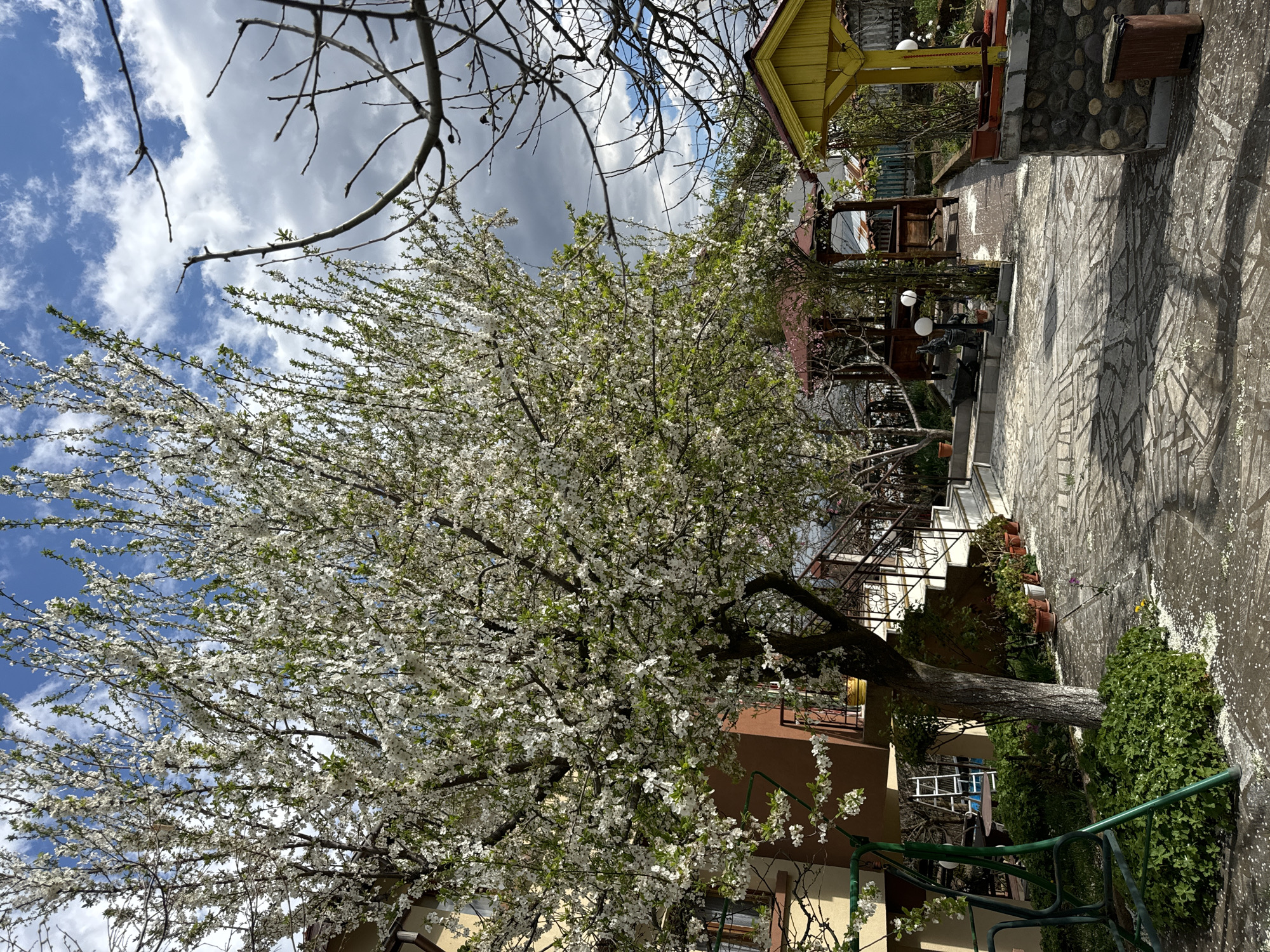 The image captures a scene in what appears to be a residential area, possibly Frolosh, Bulgaria. A large, blossoming tree, heavy with white flowers, dominates the left side of the frame, partially obscuring a multi-story building with brown walls and windows. Overhead, a partly cloudy sky is visible. To the right of the tree, a paved pathway made of irregular stones leads towards a covered structure with a yellow roof. The pathway is slightly cluttered with fallen petals from the tree. Further up the pathway, there are steps, potted plants, and garden furniture visible. A green metal fence is in the lower right corner of the image. Overall, the scene appears to be a yard or garden attached to a house.