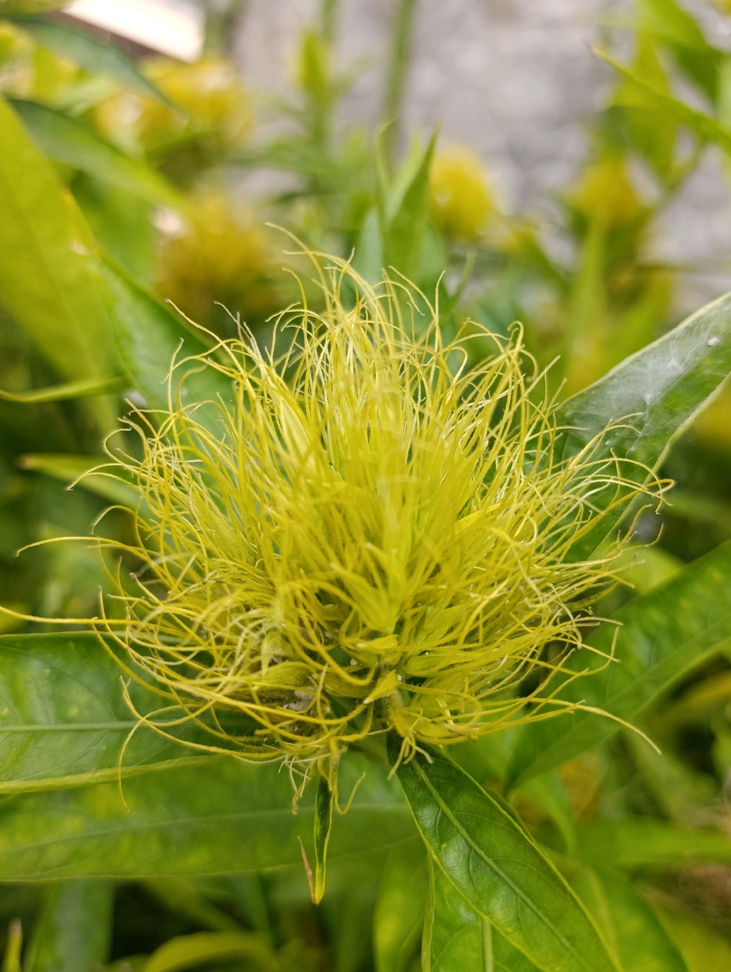 A close-up, eye-level shot focuses on a yellow, spiky flower surrounded by green leaves. The flower is the most prominent subject, with its vibrant color and wispy texture dominating the frame. The background consists of more green foliage and a blurred, light-colored surface, possibly a wall or pavement, suggesting an outdoor setting. The image appears to be taken in Cihanjuang, Indonesia. There are no people or animals visible in the frame, and no actions or interactions are depicted. The overall scene is one of natural beauty, captured in a detailed, macro-style photograph.