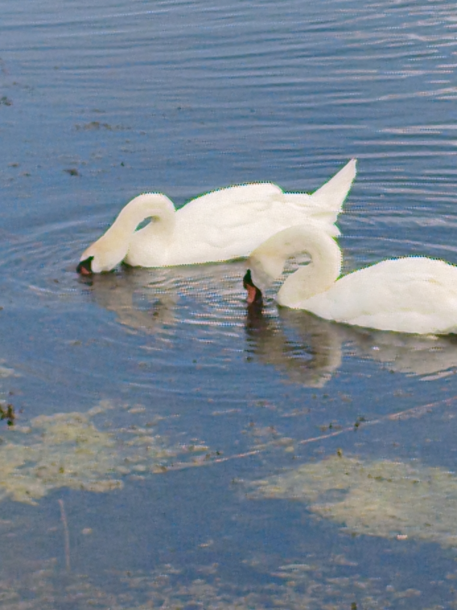 Two white swans are swimming in a body of water. The swan on the left has its head lowered, appearing to drink or feed. The swan on the right is further back and its head is turned towards the left swan. The water is blue with some murky areas and floating debris. The scene is captured in Ustyvytsia, Ukraine.