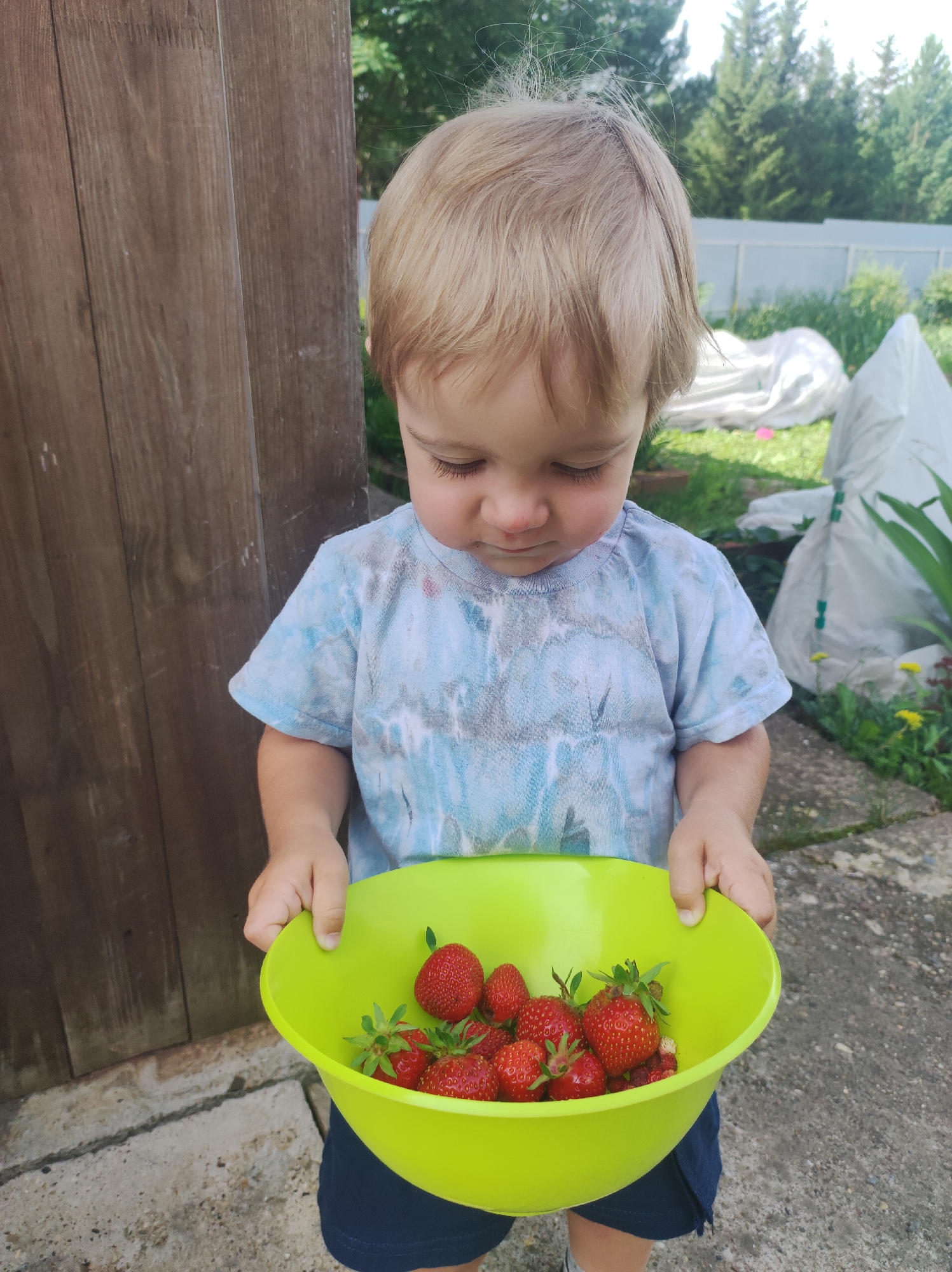 A young child with blonde hair is holding a bright green bowl filled with fresh strawberries. The child is wearing a light blue tie-dye t-shirt and navy blue shorts. They are looking down at the bowl of strawberries with a thoughtful expression. The background shows a wooden fence on the left, and a garden with greenery and white coverings on the right. The ground is a mix of concrete and dirt. The scene appears to be outdoors on a sunny day, possibly in a backyard or garden setting in Foki, Russia. The overall mood is peaceful and domestic. There is no visible text in the image.
