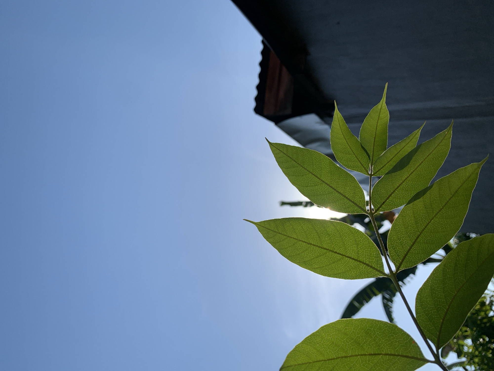 The image shows a close-up of green leaves against a bright blue sky. The sun is visible through the leaves, creating a lens flare effect. In the background, there is a grey wall and a corrugated metal roof, suggesting an urban or suburban setting. Based on the context, this scene is likely located in Makassar, Indonesia, a city known for its tropical climate and abundant vegetation. The image appears to be taken outdoors, possibly in a garden or yard, during the daytime. There are no people or animals visible in the frame. The composition focuses on the natural elements, with the man-made structures providing a backdrop.