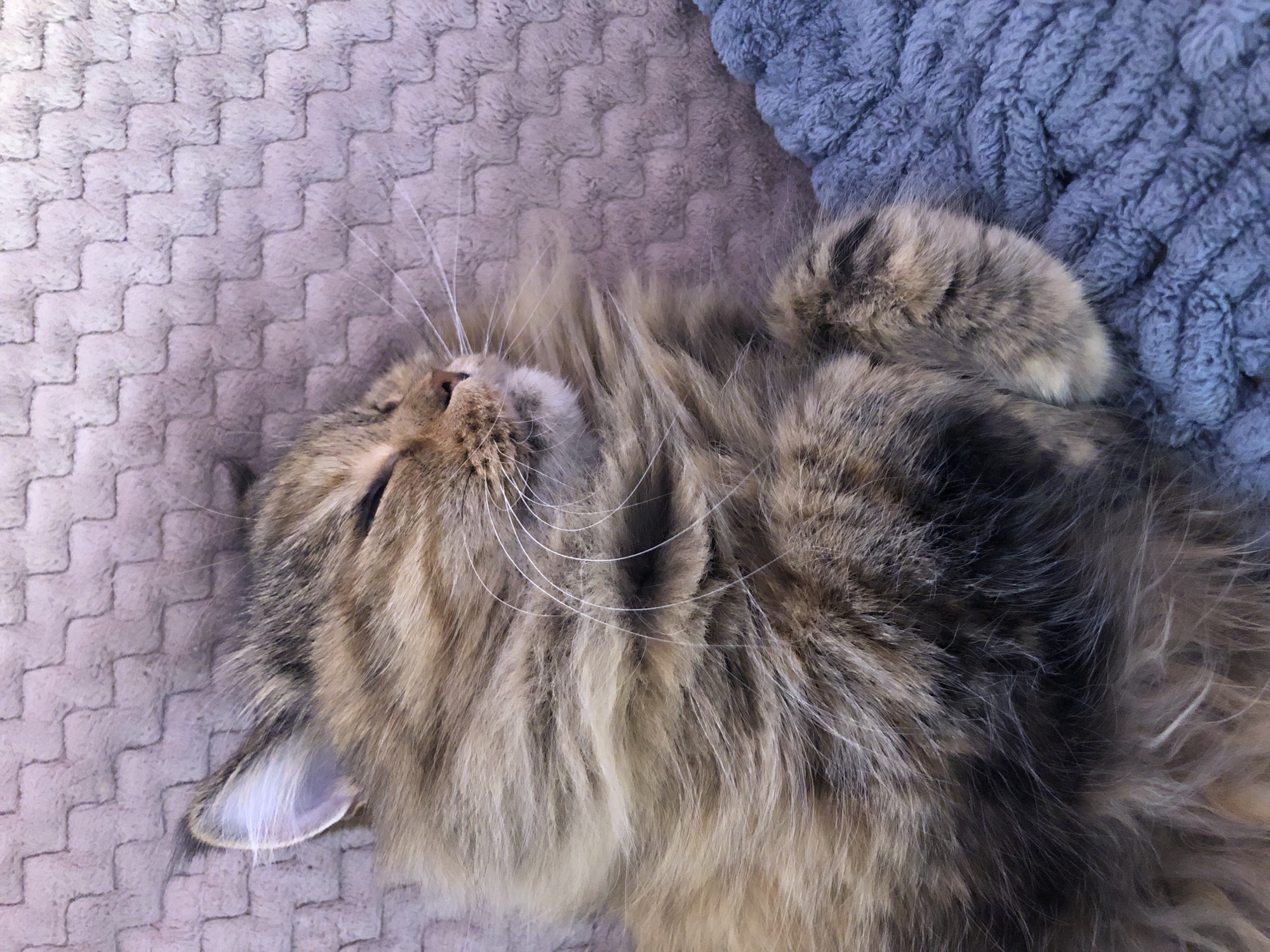 A close-up, eye-level shot shows a long-haired tabby cat sleeping on a textured blanket. The cat is positioned on its side, facing right, with its eyes closed and its head resting on its paws. Its fur is a mix of brown, black, and tan, with white whiskers and a pink nose. The blanket beneath the cat is a light pinkish-purple, while the blanket to the right of the cat is a solid blue. The background is a blurred, textured surface.