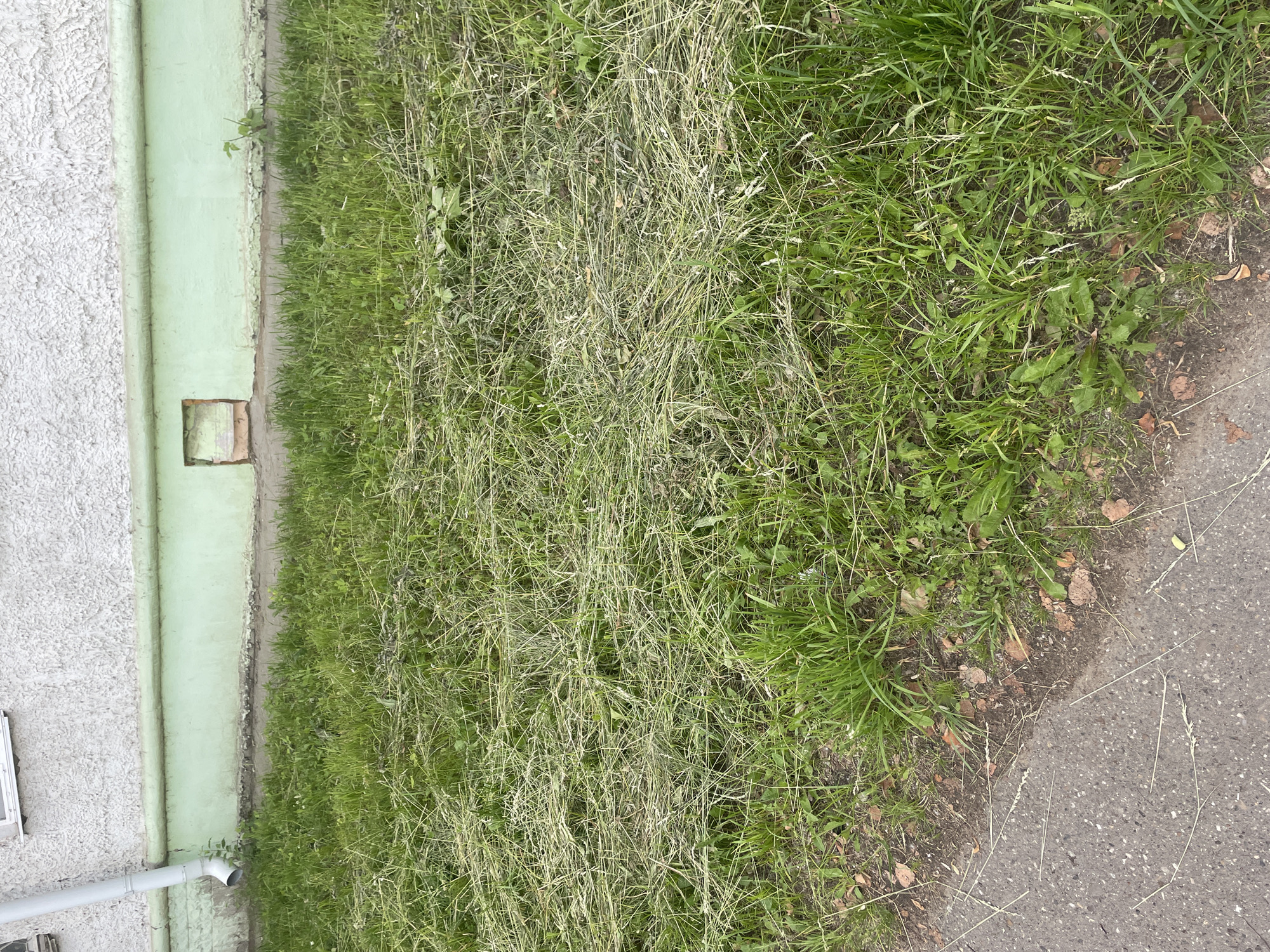 The image depicts a patch of mown grass in front of a building in Chaikovsky, Russia. The grass is cut unevenly, with a large amount of cut vegetation lying on top of the remaining blades. The building has a textured white facade and a light green foundation. A white downspout is visible on the left side of the building, and a small, rectangular opening is present in the green foundation to the right. The ground is a mixture of asphalt and soil, with scattered fallen leaves. No people are visible in the image.
