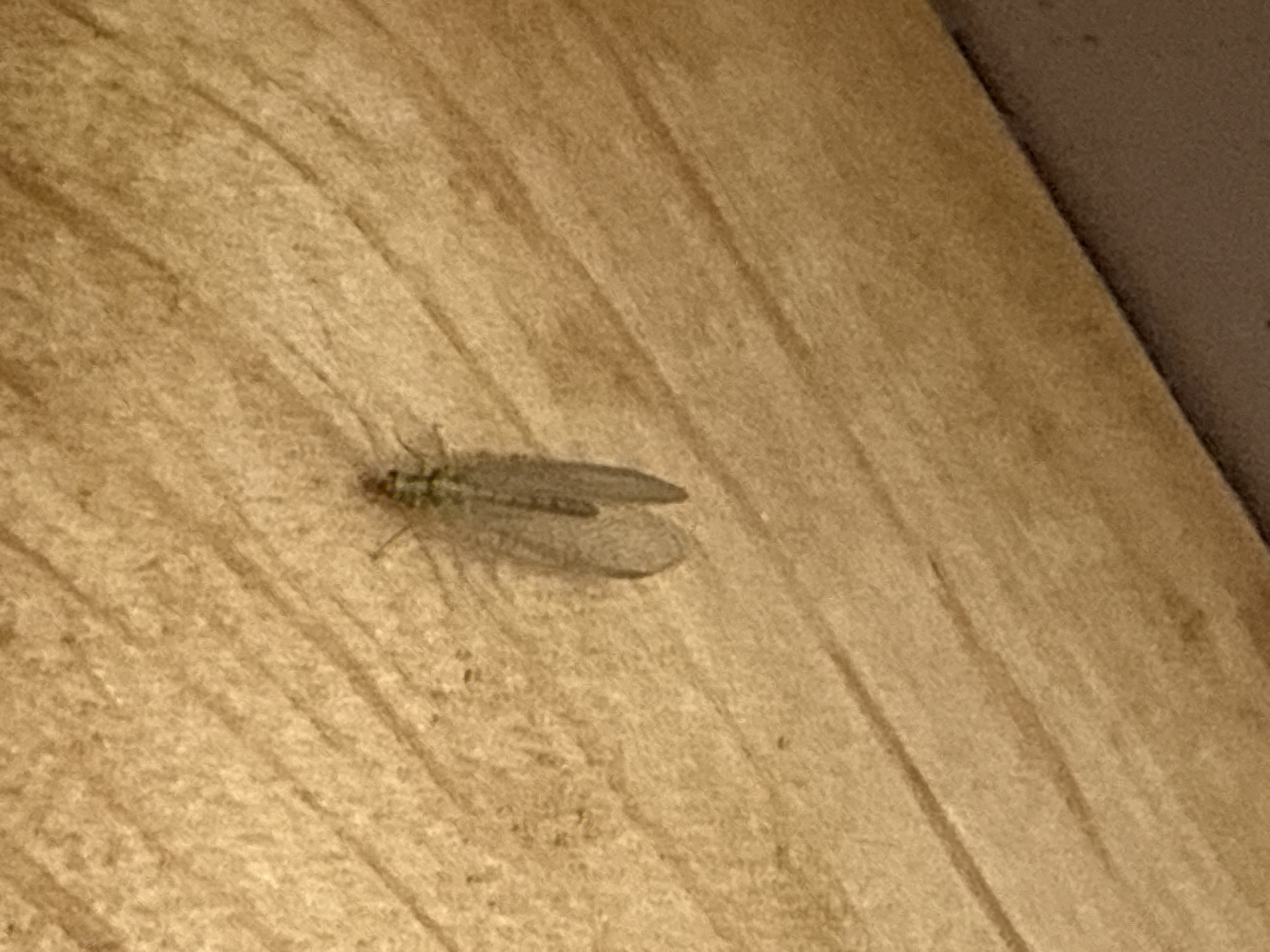 A small, light green lacewing insect with transparent wings rests on a wooden surface. The grain of the wood runs diagonally from the upper right to the lower left of the frame. A blurred darker surface is visible in the upper right corner, possibly the edge of a wall or another object. The image appears to be taken indoors under artificial lighting. There is no evidence of a location in Tyulyuk, Russia in the image.
