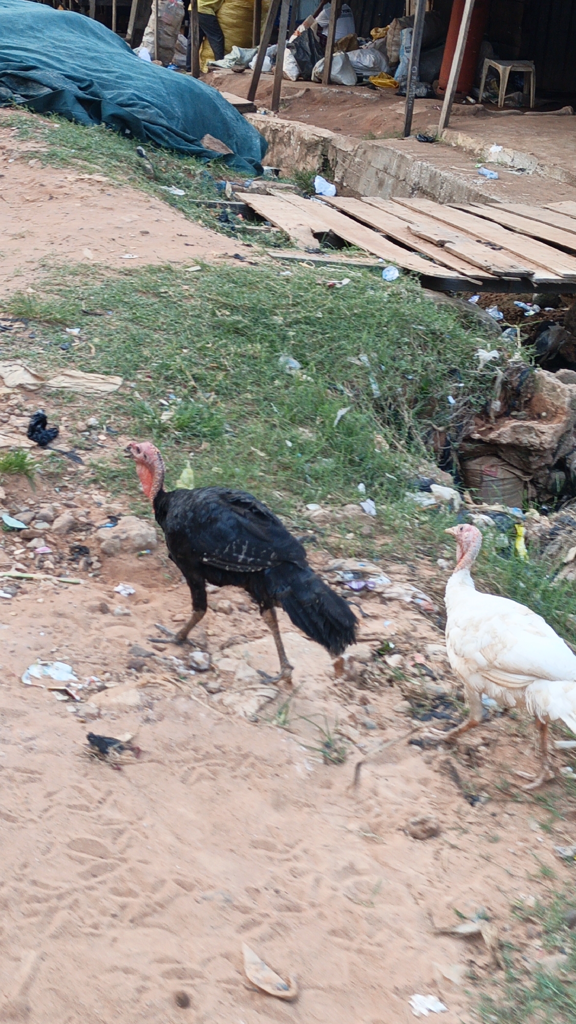 The image depicts an outdoor scene, likely a semi-urban or market area, characterized by a dirt path and makeshift structures.
**Subjects:** The primary subjects are two turkeys: one with black feathers and a prominent red head and neck, and another all-white turkey. Both are walking across the foreground. In the background, a person wearing yellow clothing is partially visible behind a structure.
**Objects:** The foreground consists of reddish-brown dirt or sand, littered with small pieces of trash, rocks, and sparse green grass. To the left, a large blue tarp covers an unseen object or structure. To the right, several wooden planks form a rudimentary bridge or cover over a ditch. Behind this, there are more makeshift structures, possibly market stalls, constructed with wooden poles and containing various sacks, bags (some white, some dark), and general debris. A white plastic stool is also visible near one of these structures.
**Activity or event taking place:** The turkeys are seen walking across the ground, appearing to forage or simply move through the area. The background activity is less clear, but the person and structures suggest ongoing commerce or daily life in an informal setting.
**Notable details:** The scene appears to be set during daytime, with diffused light indicating either an overcast sky or indirect sunlight. The ground is predominantly reddish-brown dirt, typical of some regions in Nigeria. The general environment is cluttered with waste and makeshift arrangements, pointing to a bustling but informal economic zone. There is no visible text.