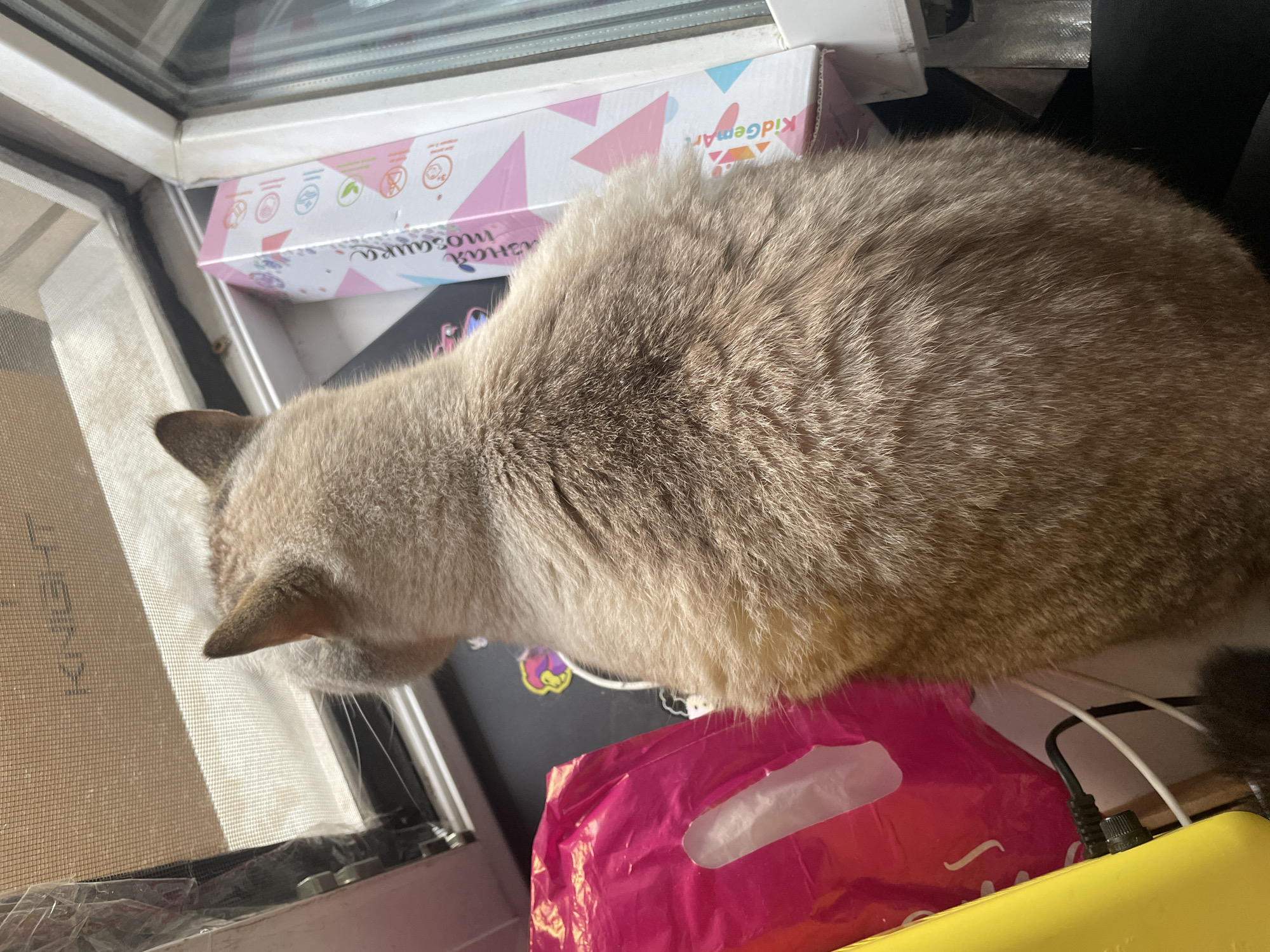 The image depicts a close-up view of a cat's back and head as it sits by a window. The cat has light brown fur with darker brown markings. It is looking out through a window screen, which has the word "KNIGHT" partially visible. Next to the cat, on the windowsill, are several objects: a pink shopping bag, a yellow object that appears to be part of a device, some black and white wires, and a pink and white cardboard box with colorful geometric shapes and text. The box has Russian text that appears to be "мозаика" (mosaic) and "KidGemArt". The scene is indoors, near a window, in what is assumed to be an urban residential setting, possibly in Votkinsk, Russia, given the context. No people are visible in the image, and the cat is not interacting with any other living beings.