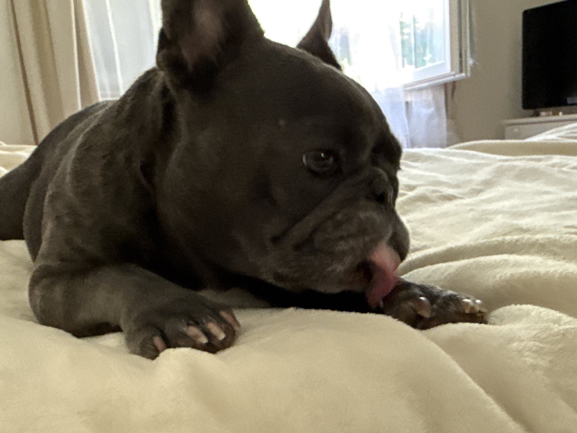 A dark grey French Bulldog is lying on a cream-colored, textured blanket. The dog is licking its paw, with its tongue extended and visible. The dog's head is turned to the right, and its large ears are visible. In the background, a window with light-colored curtains is slightly open, allowing natural light to enter. A television set is visible on a piece of furniture to the right of the window. The overall environment appears to be an indoor setting, possibly a bedroom. The image was taken in Bad Sachsa, Germany.