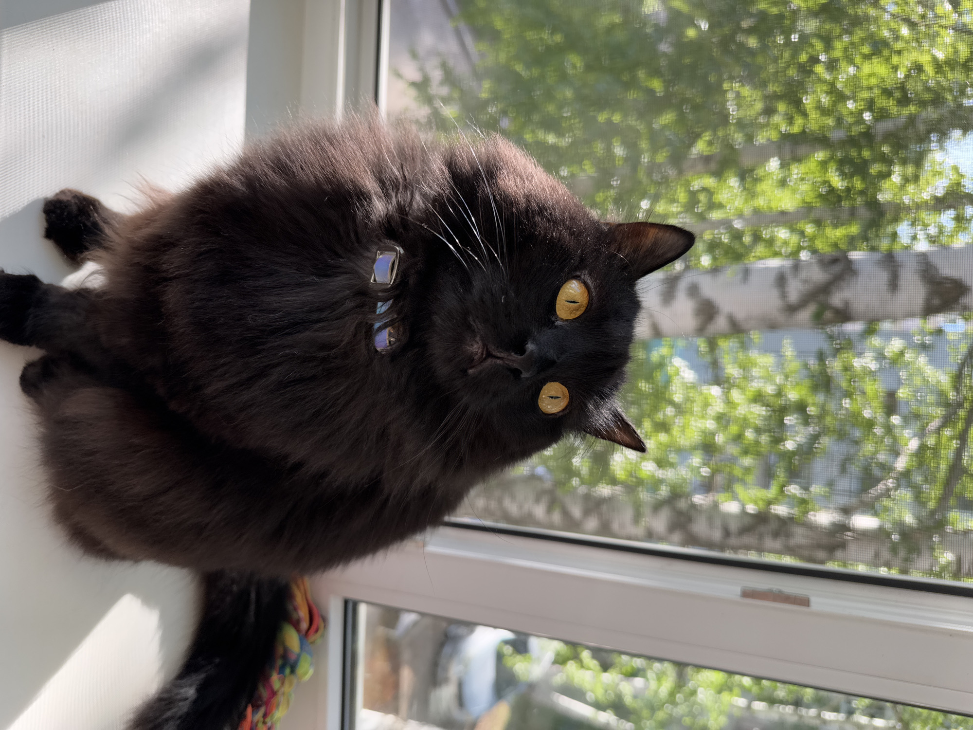 A medium-shot photograph shows a black cat with yellow eyes, lying on a white windowsill. The cat's head is tilted to the right, looking at the camera. The window has a screen and offers a view of a birch tree with green leaves. The photograph appears to be taken inside, possibly a residence in Chaikovsky, Russia, considering the prompt. The cat is wearing a reflective collar. Part of a colorful toy is visible near the cat's tail.
