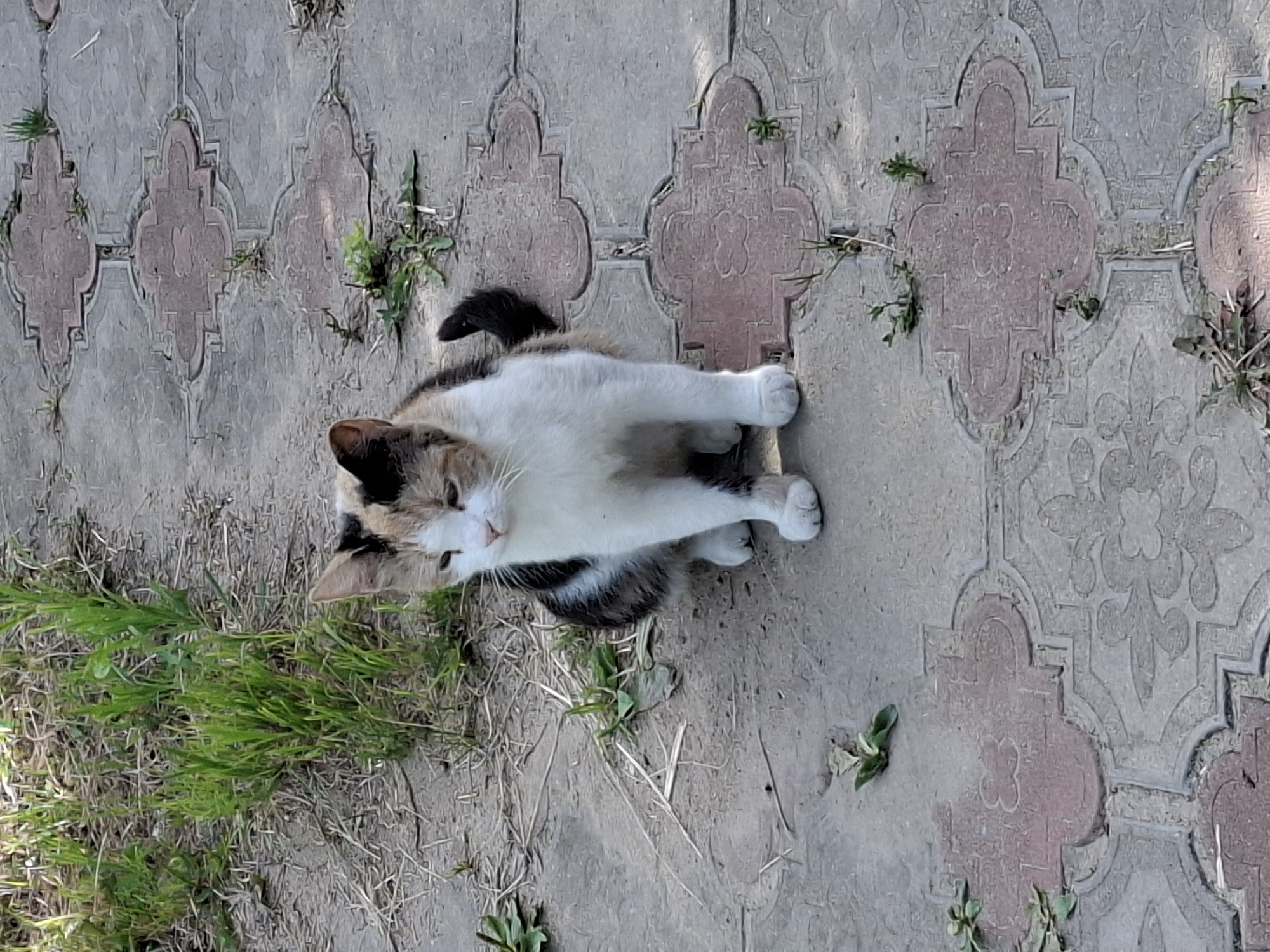 A calico cat sits on a patterned stone walkway, surrounded by sparse dry grass and weeds. The cat has patches of white, black, and orange fur, with white paws. It is looking to its left with a slightly downcast expression. The walkway is made of interlocking rectangular stones, with a decorative clover-like pattern in a reddish-brown color embedded within each stone. The background consists of dry dirt and more patches of green grass. The lighting suggests it is daytime, with shadows cast on the walkway.