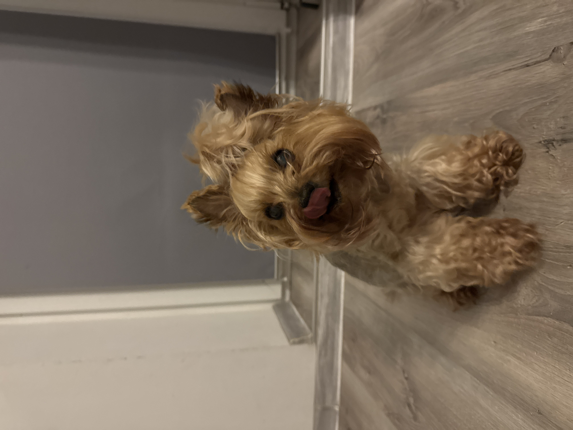 A small, tan Yorkshire Terrier is sitting on a light-colored wooden floor, looking towards the camera. Its tongue is sticking out, appearing to lick its nose. The dog has fluffy fur and pointed ears. In the background, there is a white wall on the left and a gray wall on the right, with a doorway or opening between them. The floor has a wood plank design. The scene is indoors, likely in a residential setting. There is no indication of the specific location within Rzeszów, Poland.