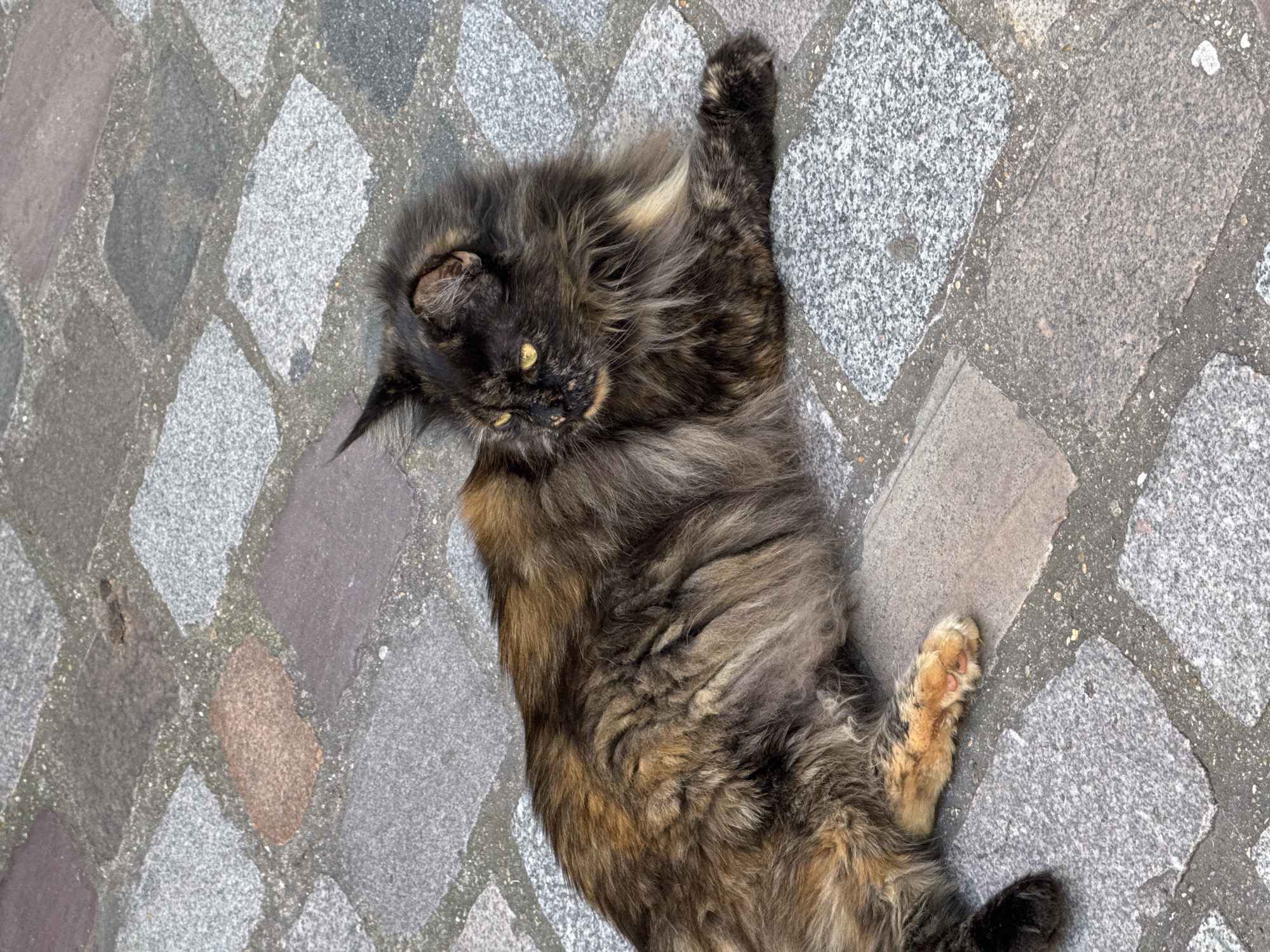 A long-haired tortoiseshell cat rests on a cobblestone surface. The cat is mostly brown and black, with a patch of orange on its underside and paw. The cobblestones are gray and arranged in a patterned design. The scene is in an urban setting.