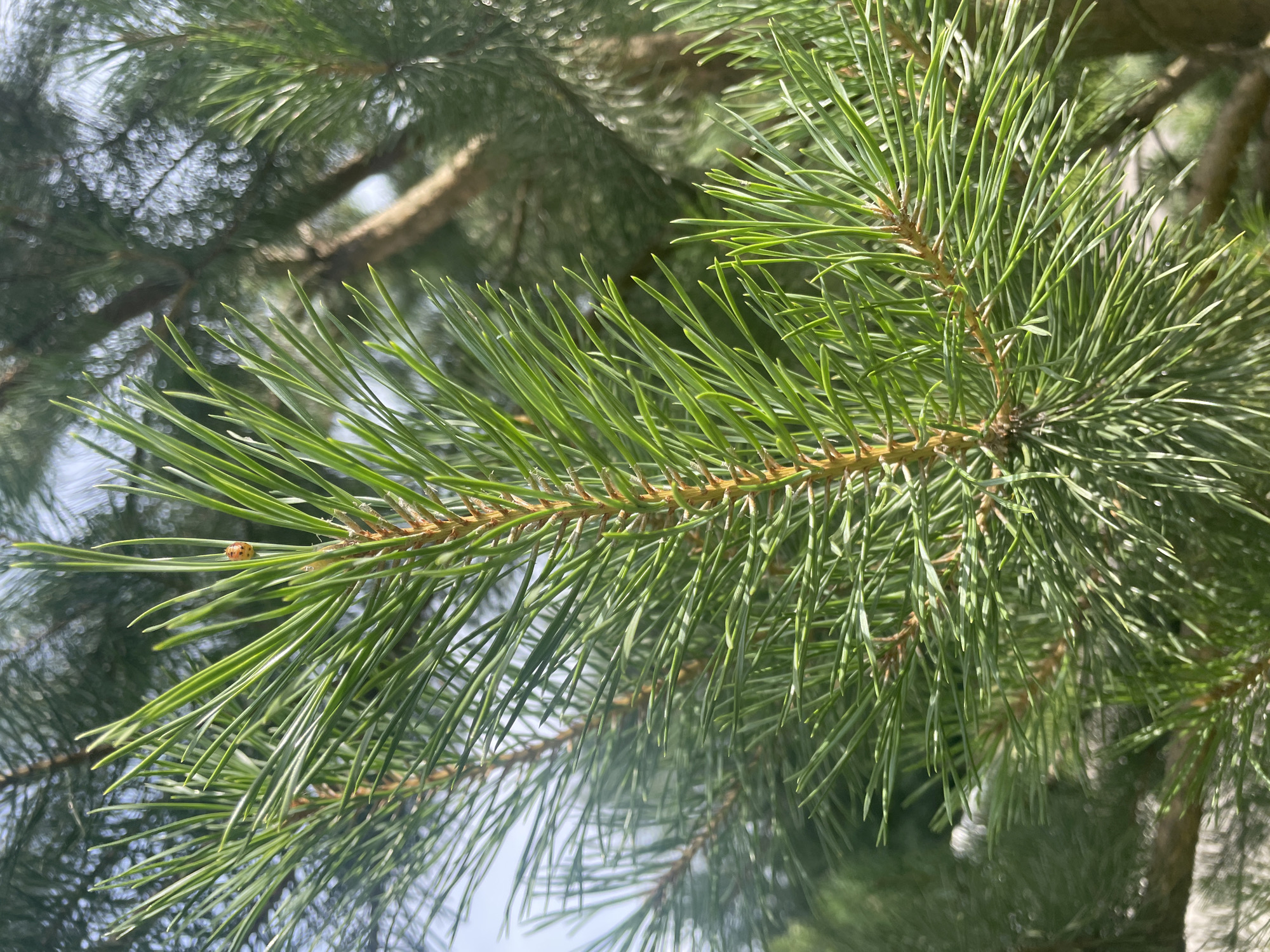 The image displays a close-up view of pine needles against a blurred background of more pine branches and the sky. In the upper right portion of the image, a ladybug is visible on one of the pine needles. The scene appears to be outdoors, with the natural lighting suggesting daytime. There are no people or discernible man-made structures in the immediate vicinity of the pine needles. The overall impression is a detailed snapshot of a part of a pine tree, likely in a park or natural setting. No specific location in Krasnogorsk, Russia can be identified from the image itself.