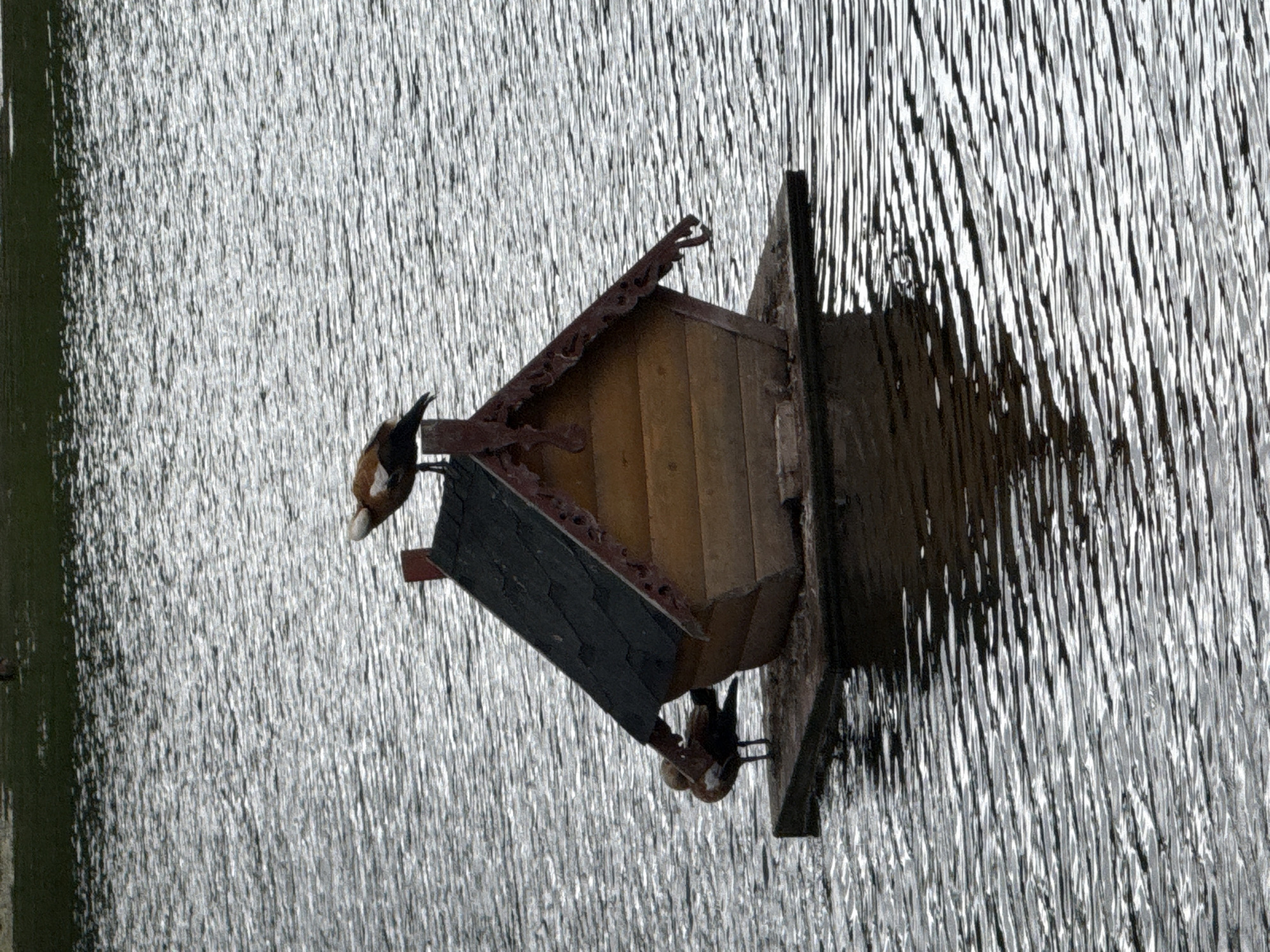 Two Ruddy Shelducks are perched on a wooden birdhouse floating on a body of water, likely within the city of Khimki, Russia. One duck stands on top of the birdhouse's roof, facing left, with its head tilted down. The second duck is positioned on the left side of the birdhouse, at the base of the roof, facing left and appears to be looking downwards. The birdhouse is constructed of light-colored wood with a dark, shingled roof. The water surrounding the birdhouse is rippled, reflecting the overcast sky. The background shows a band of green vegetation along the far edge of the water.