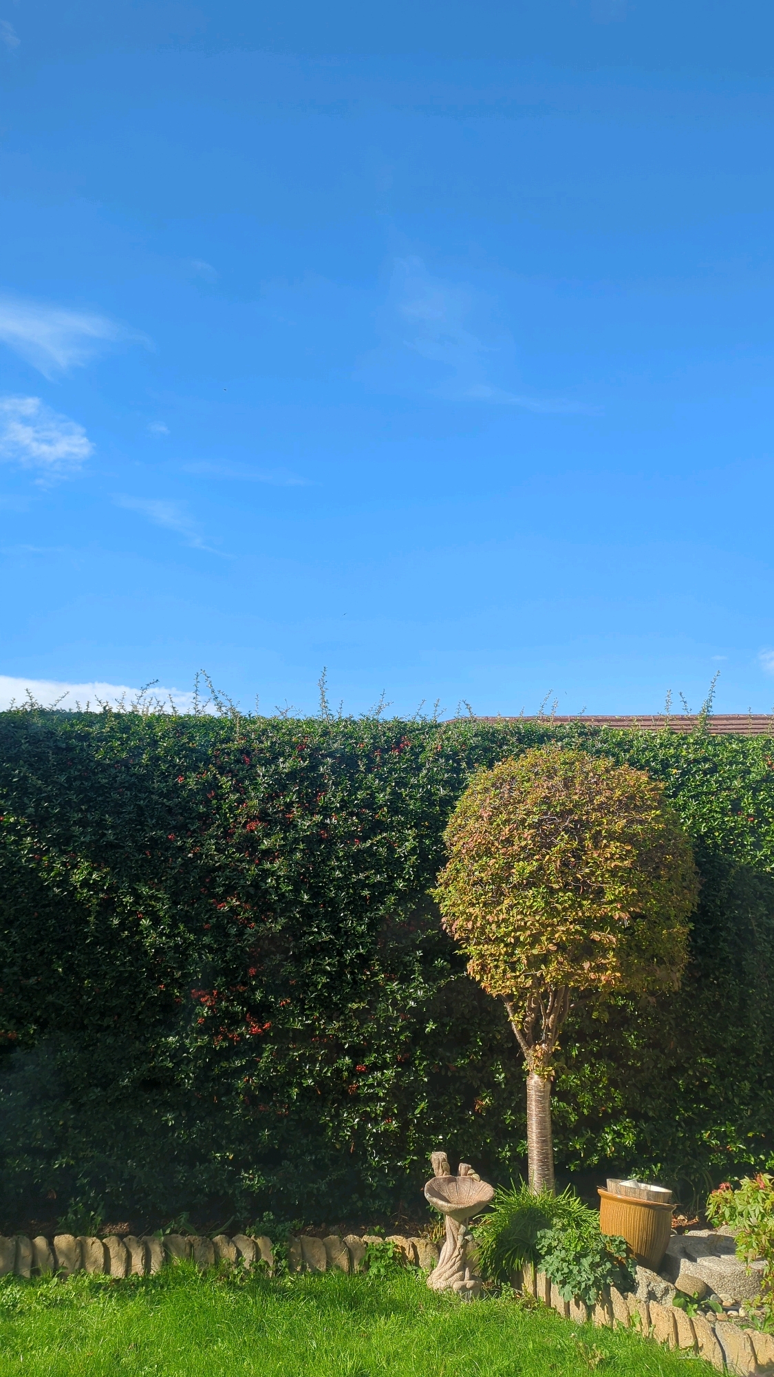 This image depicts a bright, sunny day with a clear blue sky and scattered white clouds, as seen in a garden in Cornelscourt, Ireland. A dense, dark green hedge forms a backdrop, with hints of red berries visible within its foliage. To the right of the hedge, a small, rounded tree with autumnal-colored leaves stands prominently. In the foreground, a patch of vibrant green grass is bordered by a low, curved stone wall. On the left side of the frame, a stone bird bath, sculpted to resemble a tree trunk, sits near the wall. To the right of the bird bath, a large, light brown ceramic pot is placed on a stone. The scene is static and appears to be an exterior shot of a well-maintained garden. No individuals are present in the image.