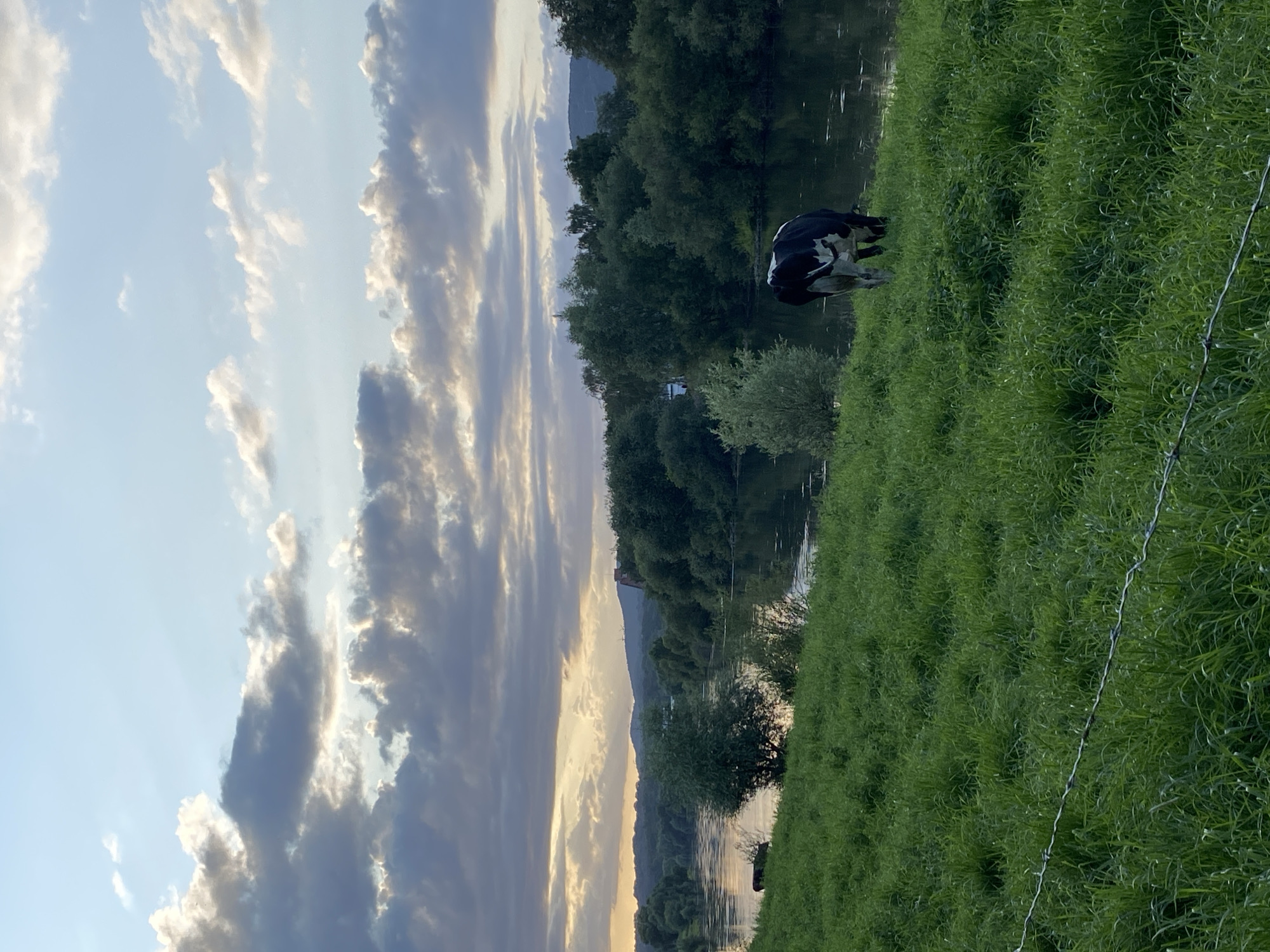 The image depicts a serene pastoral scene along the Weser River in Rinteln, Germany. In the foreground, a lush green meadow slopes down towards the water, bordered by barbed wire fencing. A black and white cow grazes peacefully on the grassy bank. The river, reflecting the soft light of a cloudy sky, meanders through a landscape densely populated with trees. In the distance, rolling hills are visible under a dramatic sky filled with scattered clouds, some illuminated by the setting sun. The overall impression is one of tranquility and natural beauty.