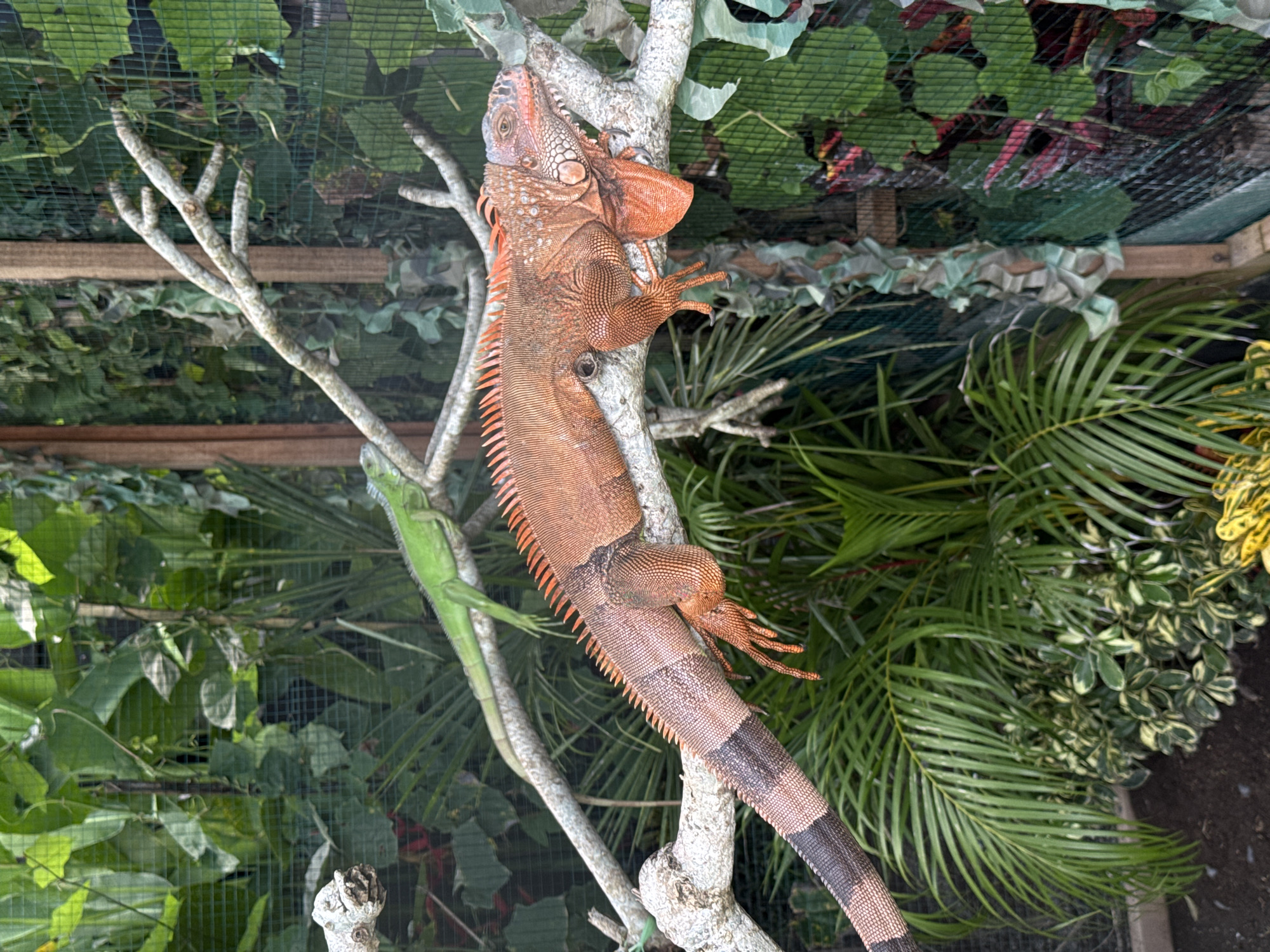 A vibrantly colored orange iguana, with black bands on its tail, is perched on a light-colored tree branch. Adjacent to it, on a separate branch, is a green iguana. Both are surrounded by dense tropical foliage inside a screened enclosure. The scene is likely set in a reptile enclosure in Kuta Selatan, Indonesia, with the rich vegetation suggesting a warm, tropical climate.