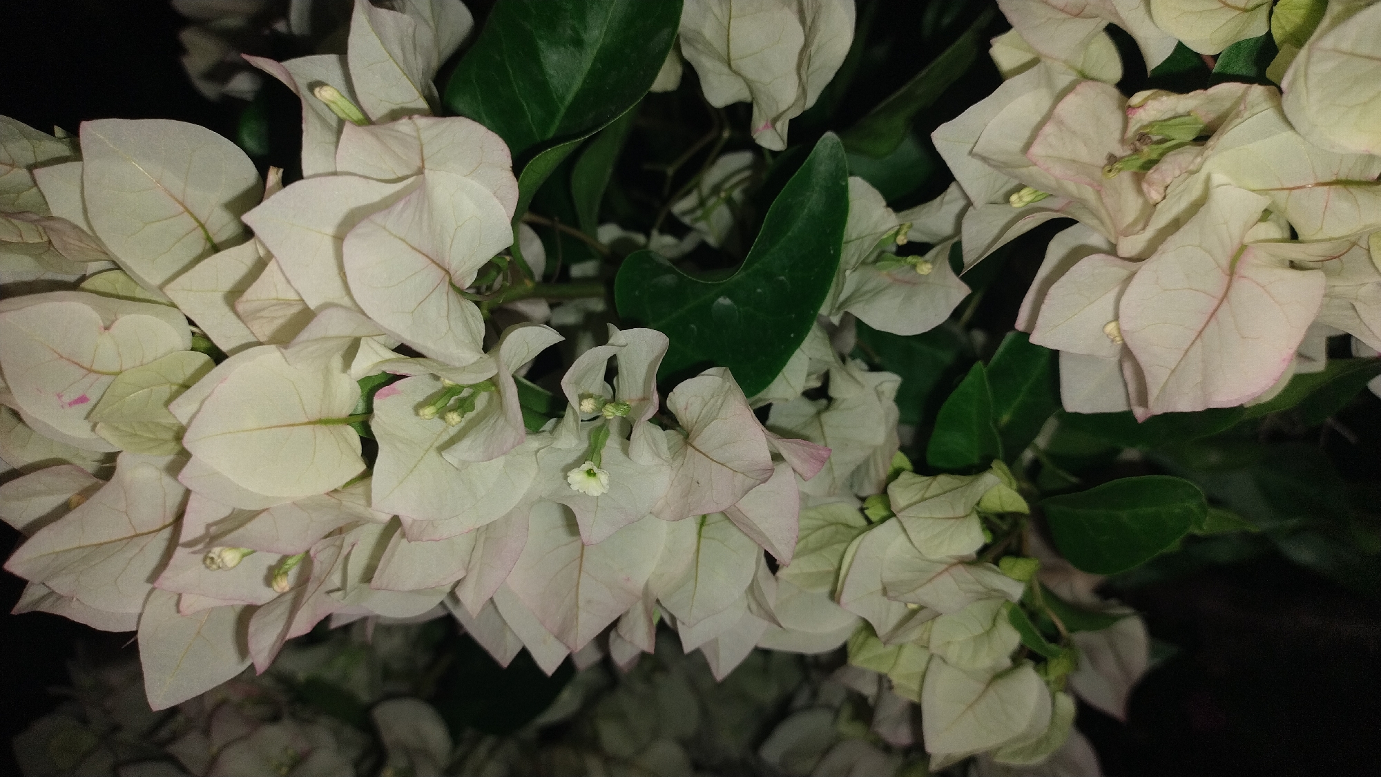 This is a close-up, low-angle, nighttime shot of a cluster of white bougainvillea flowers. The flowers are a pale cream color with hints of pink on the edges of some of the papery bracts. The delicate veins of the bracts are visible. Small, tubular green structures, likely the true flowers, are nestled within the bracts. Dark green, waxy leaves form a backdrop and are interspersed among the blooms. The overall impression is one of soft, delicate beauty against a dark background. There are no people or actions depicted. The image does not contain information about its location in Perea, Greece.