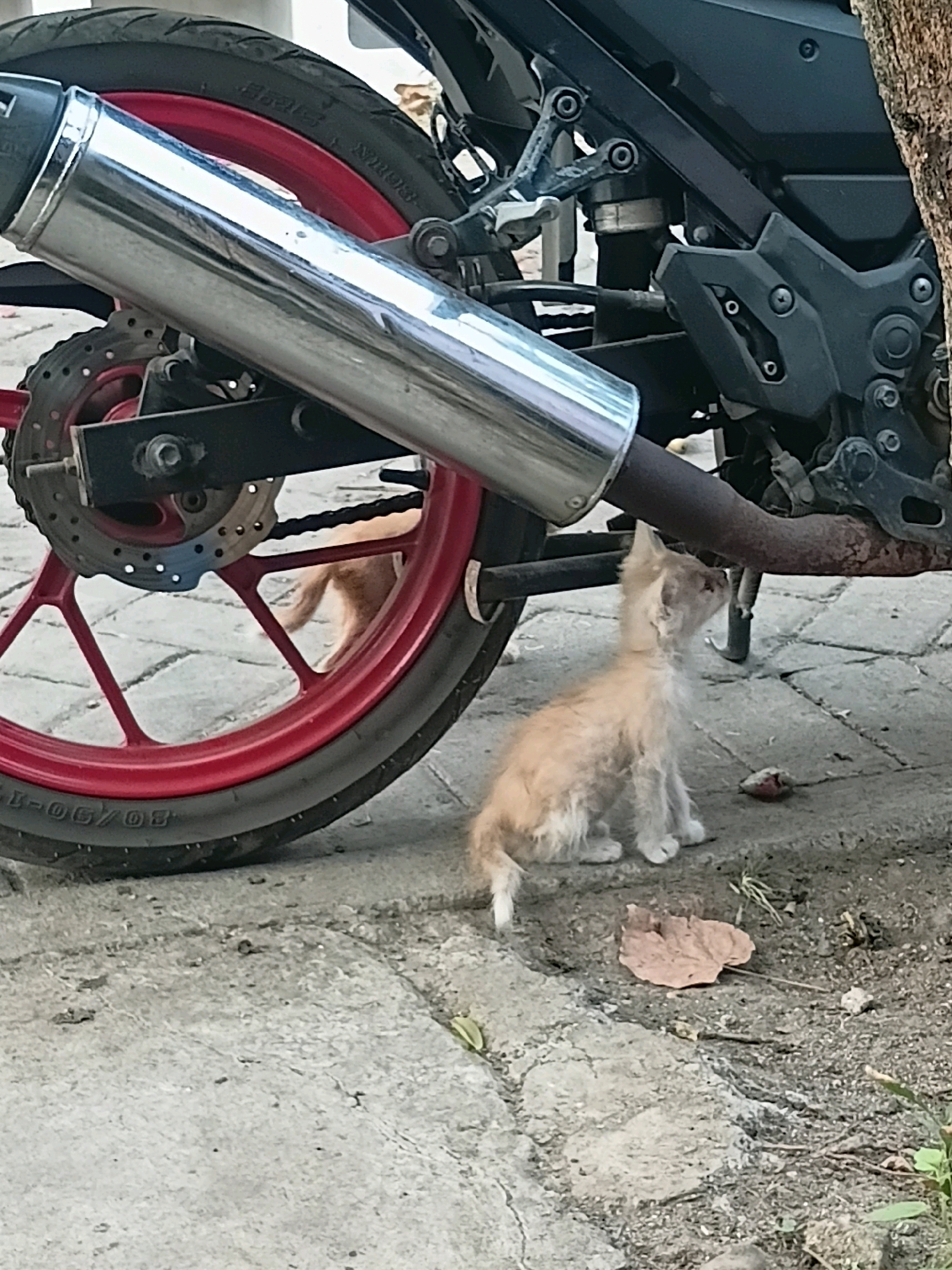 A light orange kitten with disheveled fur is sitting on a concrete pathway in Cikal, Indonesia, looking up at the underside of a motorcycle. The motorcycle's chrome exhaust pipe is prominent in the foreground, angled over the kitten. The rear wheel of the motorcycle, with a red rim, is visible to the left. The environment is outdoors, with cracked concrete paving stones and some dried leaves on the ground. A tree trunk is partially visible on the right edge of the frame. There is a small piece of what appears to be food or debris near the kitten.
