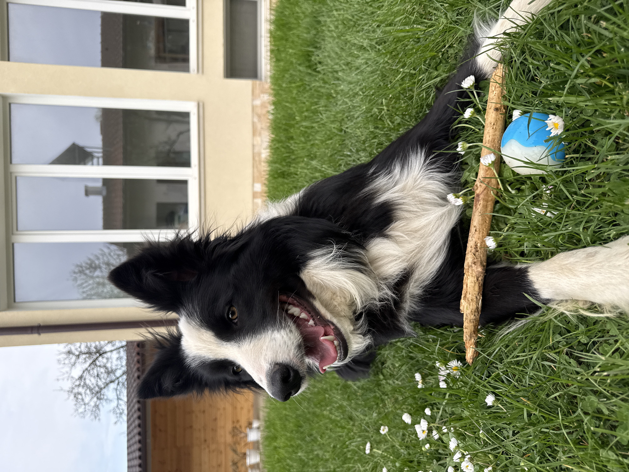 A black and white Border Collie dog lies on its side in green grass with scattered daisies. The dog has a stick in its mouth and a blue and white ball beside it. In the background is a building with tan siding and white-framed windows. The location is Berkovitsa, Bulgaria.