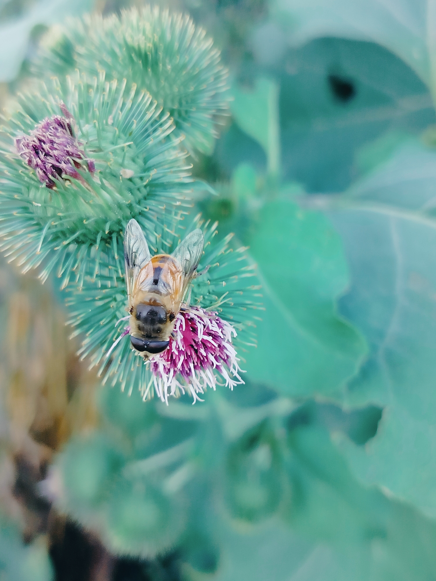 A close-up, slightly blurry photograph features a bee on a thistle flower. The bee is facing the camera, with its wings spread. It has a fuzzy, segmented body with yellow and black markings. The thistle flower is purple and white, with spiky green sepals. The background is a blur of green leaves and a hint of brown. The scene appears to be outdoors in natural light.
