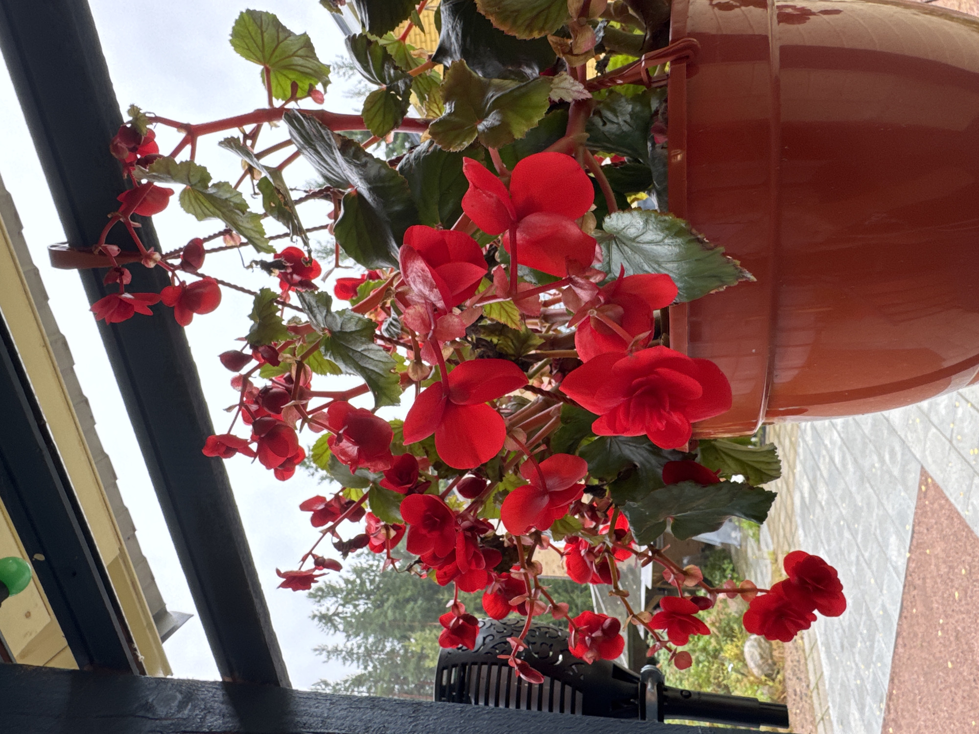 A close-up shot captures a terracotta pot overflowing with vibrant red begonia flowers, suspended outdoors. The flowers, with their layered petals, cascade downwards, some still in bud form. Lush, dark green leaves, some with red veins, provide a rich backdrop. Behind the pot, a dark wooden beam runs horizontally, supporting an overhang. In the background, a blurred scene unfolds: a paved walkway with scattered red gravel, a glimpse of a white structure, and a dense forest of evergreen trees under an overcast sky. A black, perforated decorative object, possibly a lantern, is attached to a dark vertical post on the left. The scene appears to be a residential outdoor space, perhaps a porch or patio, in the city of Zelenaya Roshcha, Russia.