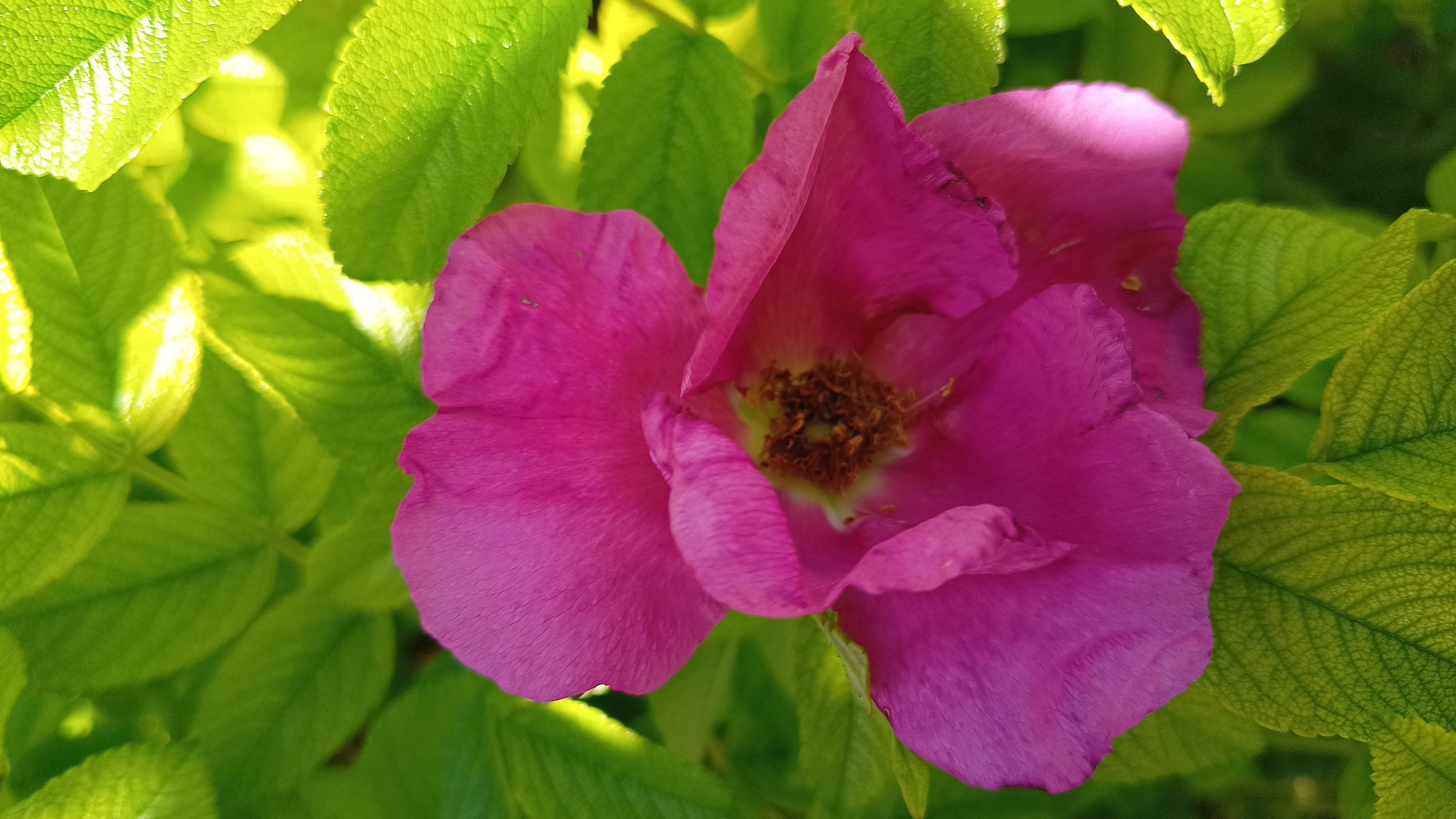 The image is a close-up, overhead shot of a vibrant pink rose against a backdrop of bright green leaves. The rose is in the center of the frame, with its petals unfurled and revealing a textured brown center. The leaves are out of focus, creating a soft, blurred background that highlights the flower. The lighting suggests it is daytime, with sunlight filtering through the leaves, creating bright highlights and shadows. The scene is outdoors, likely in a garden or natural setting. There is no indication of people, actions, or specific location within Rottach-Egern, Germany.