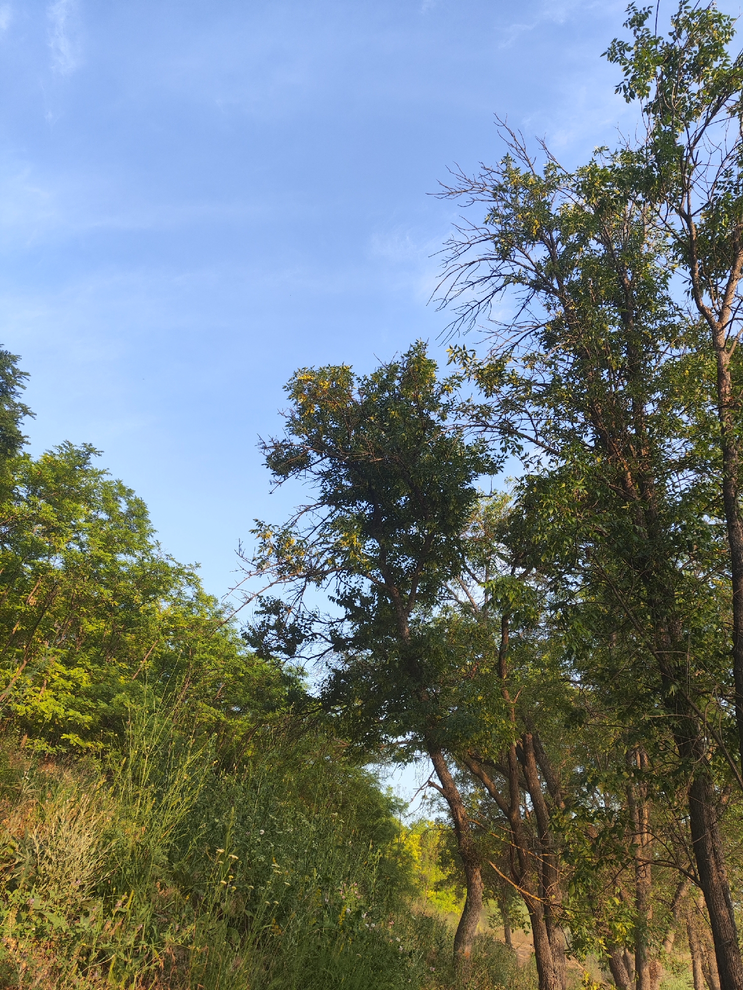This image captures a scene in Găleștii Noi, Moldova, featuring a lush, verdant natural environment. The foreground is dominated by a dense growth of tall green grasses and wildflowers, creating a textured, wild meadow. Behind this, a sloping hillside is covered in vibrant green foliage and trees. The midground and background are populated by numerous trees, some with dense green canopies and others with sparser branches that reveal the clear blue sky. The sky itself is a pale blue with a few wispy white clouds. The overall impression is one of a natural, uncultivated landscape on a bright day. There are no people or man-made structures visible.