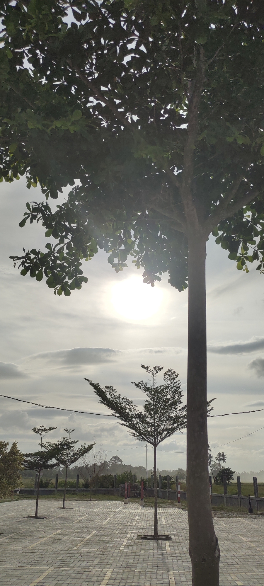 The photograph was taken in Ranto, Indonesia. A paved lot with marked parking spaces sits in the foreground, punctuated by small trees planted in circular planters. Beyond the lot, a low concrete barrier separates the parking area from a grassy field. Several small trees dot the landscape further in the background. The sky is overcast with the sun visible through a layer of clouds. A tall tree, its branches extending over the top of the frame, is in the foreground. The tree trunk is partially visible on the right side of the image.