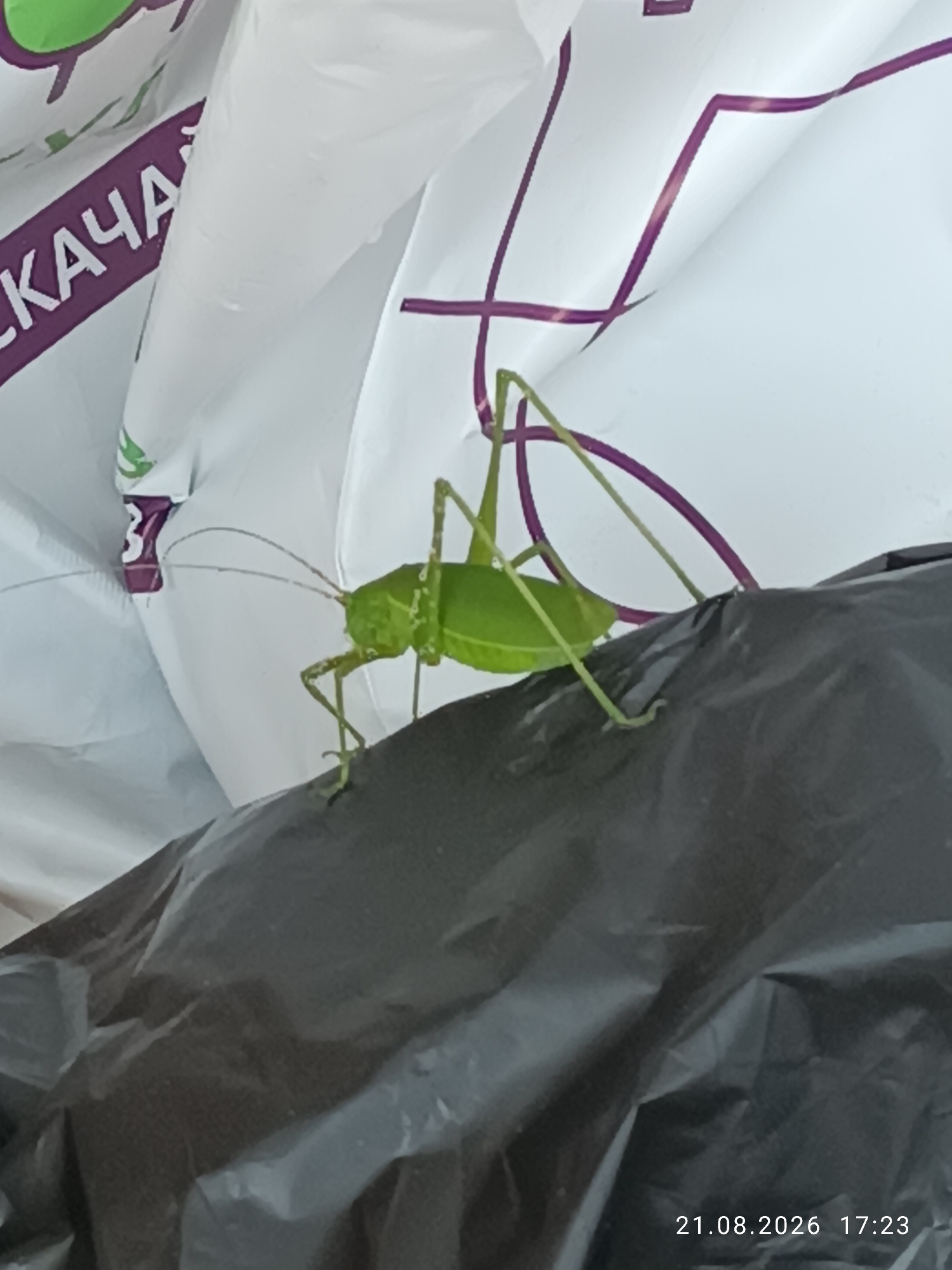 The image shows a bright green grasshopper perched on a black plastic surface, with a white and purple patterned background. The grasshopper is in focus, with its long antennae and legs visible. The background appears to be a large piece of flexible material, possibly packaging or a tarp, with a repeating purple geometric pattern. In the lower right corner of the image, a timestamp reads "21.08.2026 17:23". The scene is well-lit, and the textures of the plastic and the grasshopper's exoskeleton are clearly discernible. There are no people or any indication of a specific location in the city of Anna, Russia.