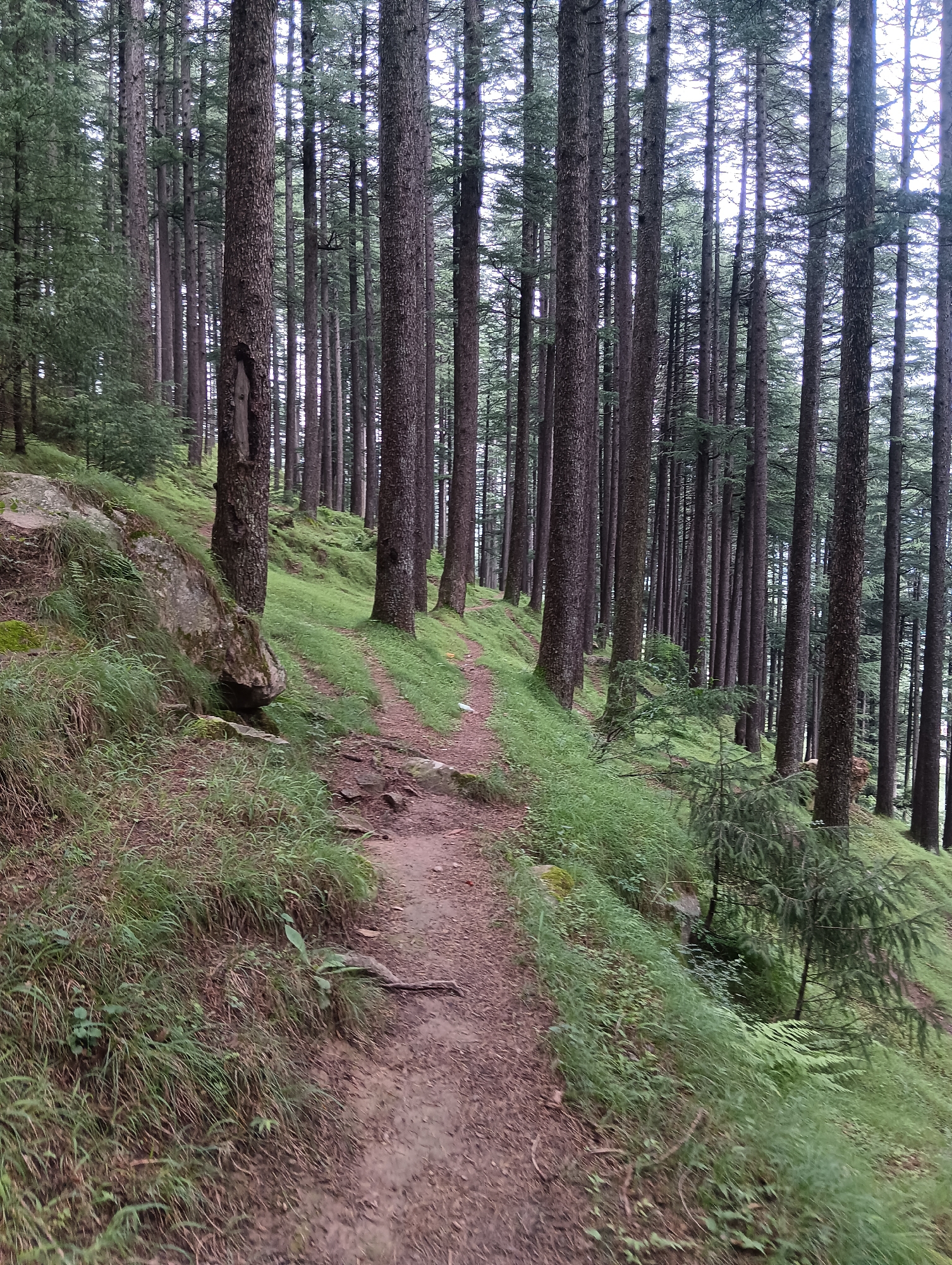 A dirt path winds through a dense forest of tall, straight pine trees with rough bark. The path is flanked by grassy slopes covered in green vegetation, with some rocks and fallen branches visible. The sky is overcast, casting a diffused light on the scene. The image appears to be taken in a natural environment, possibly a hiking trail. The location is specified as Chhyal, India.