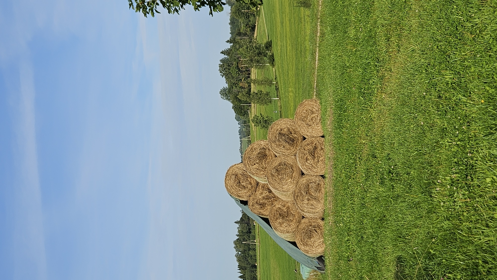 In Kapūņi, Latvia, a collection of approximately 12 hay bales is stacked in a pyramid formation on a grassy field. The bales are predominantly cylindrical and covered with a green tarp on the left side, suggesting protection from the elements. The surrounding environment is a lush green meadow, with trees and a gentle, undulating landscape visible in the background under a clear blue sky. A single tree branch with green leaves is visible in the upper right corner of the frame. The scene appears to be rural and agricultural.