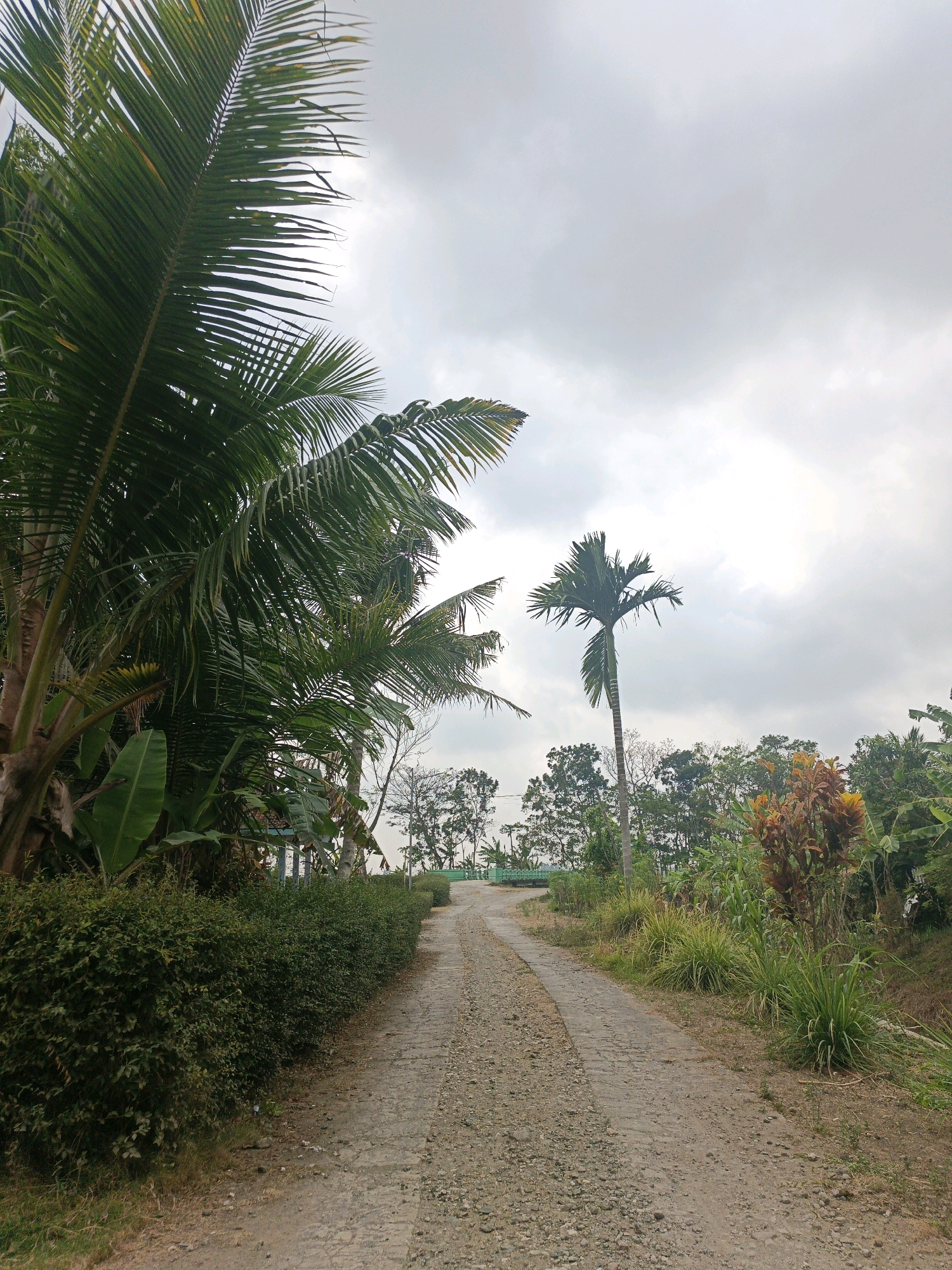 The image depicts a dirt road curving through a lush, tropical landscape under a cloudy sky. On the left side of the road, a dense, green hedge runs along the edge, with large palm fronds arching overhead. To the right of the road, various tropical plants and trees are visible, including a tall palm tree with its characteristic fronds. Further in the background, a line of trees forms a natural horizon. The road itself appears to be made of gravel and packed dirt, with some areas showing signs of wear and tear. There are no people or animals visible in the scene. The overall impression is one of a serene, rural setting, likely in a warm climate. The context provided suggests this scene is located in Sidomukti, Indonesia.